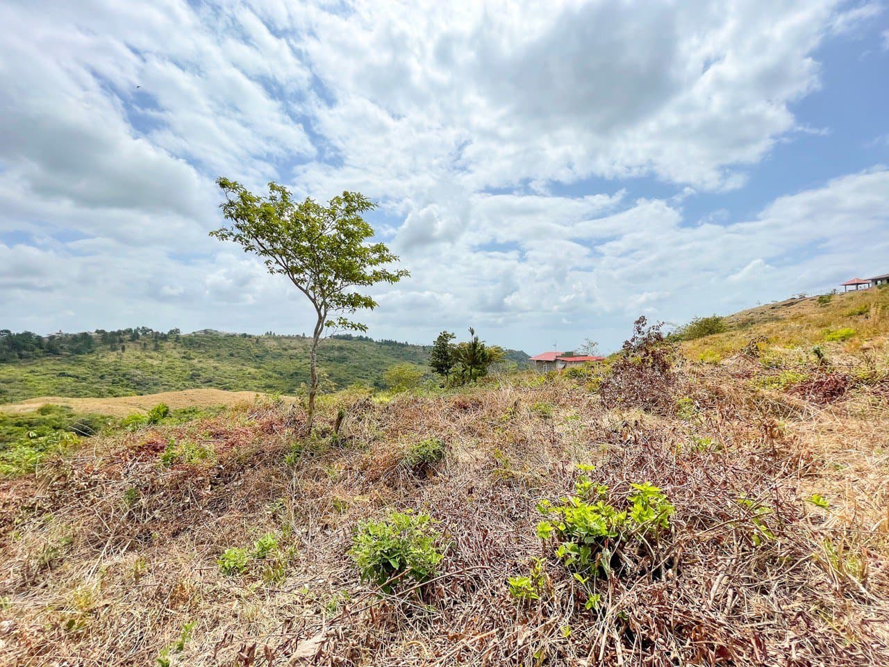 Land FOR SALE in La Laguna, San Carlos R-0479 - Image 2