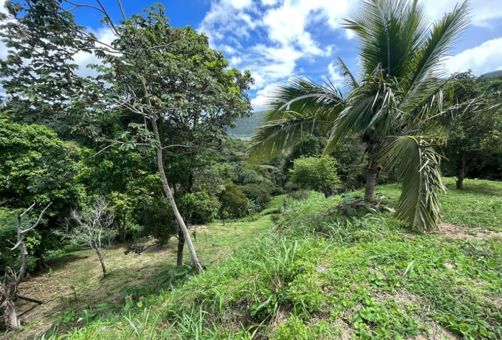 Country in Laguna de San Carlos, Almost One Hectare P-0203 - Image 10