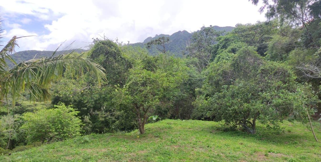 Country in Laguna de San Carlos, Almost One Hectare P-0203 - Image 16