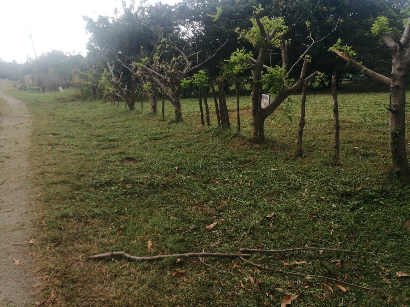 Country in Nueva Gorgona R-0461 - Image 1