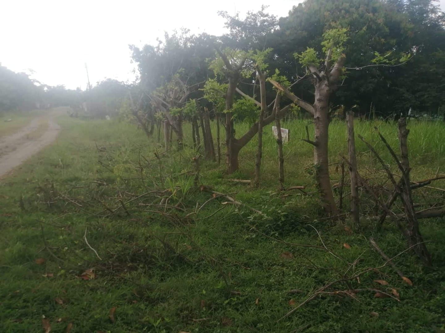 Country in Nueva Gorgona R-0461 - Image 3