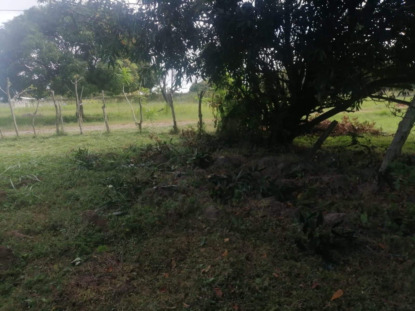 Country in Nueva Gorgona R-0461 - Image 4