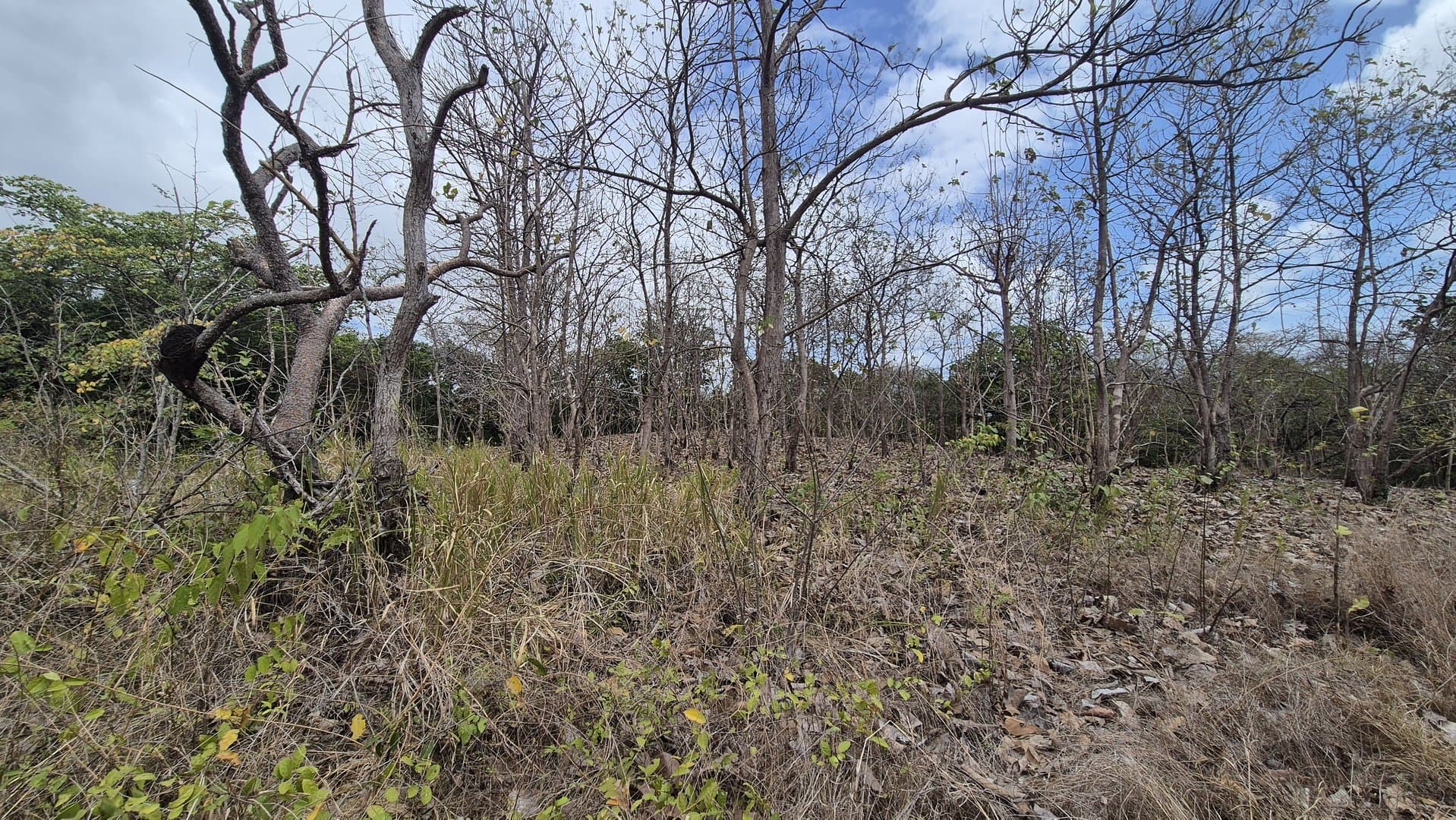 Prime 1.86 Acre Land for Sale Near the Beach – Nature, Teak Trees & Investment Potential in Nueva Gorgona P-0004 - Image 44