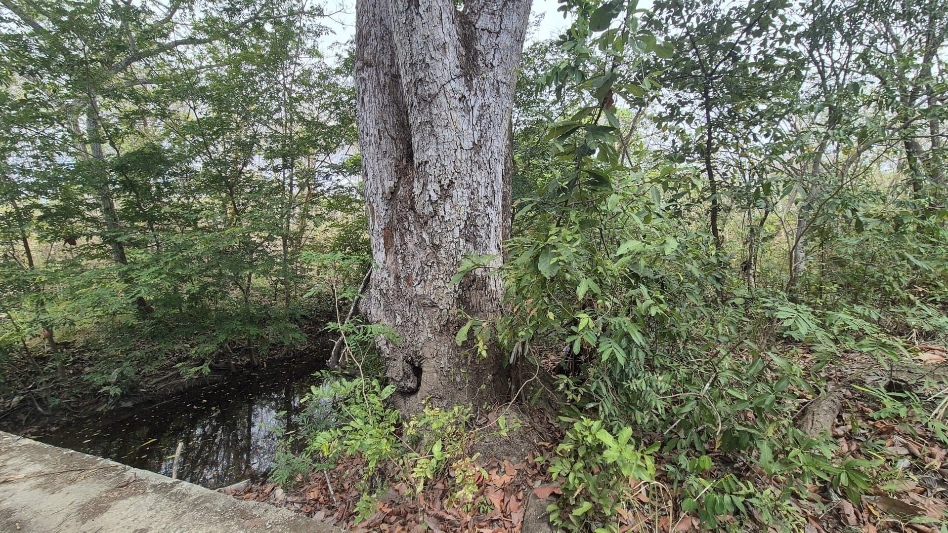 Prime 1.86 Acre Land for Sale Near the Beach – Nature, Teak Trees & Investment Potential in Nueva Gorgona P-0004 - Image 14