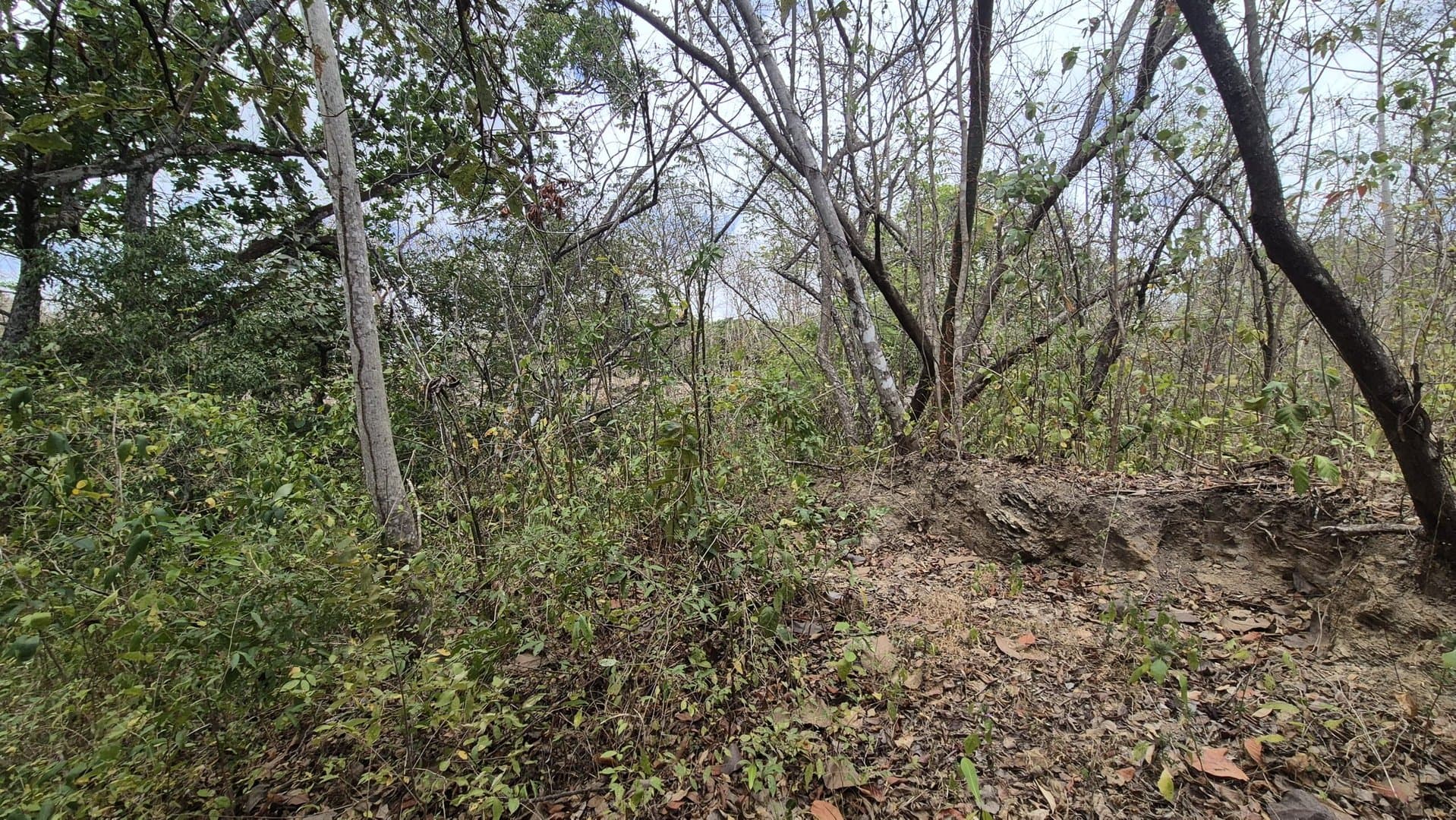 Prime 1.86 Acre Land for Sale Near the Beach – Nature, Teak Trees & Investment Potential in Nueva Gorgona P-0004 - Image 15