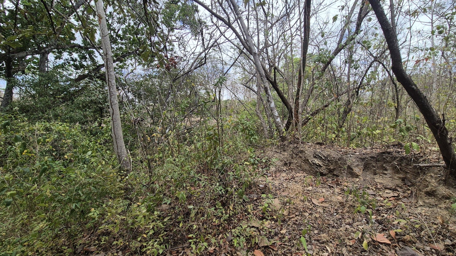 Prime 1.86 Acre Land for Sale Near the Beach – Nature, Teak Trees & Investment Potential in Nueva Gorgona P-0004 - Image 55
