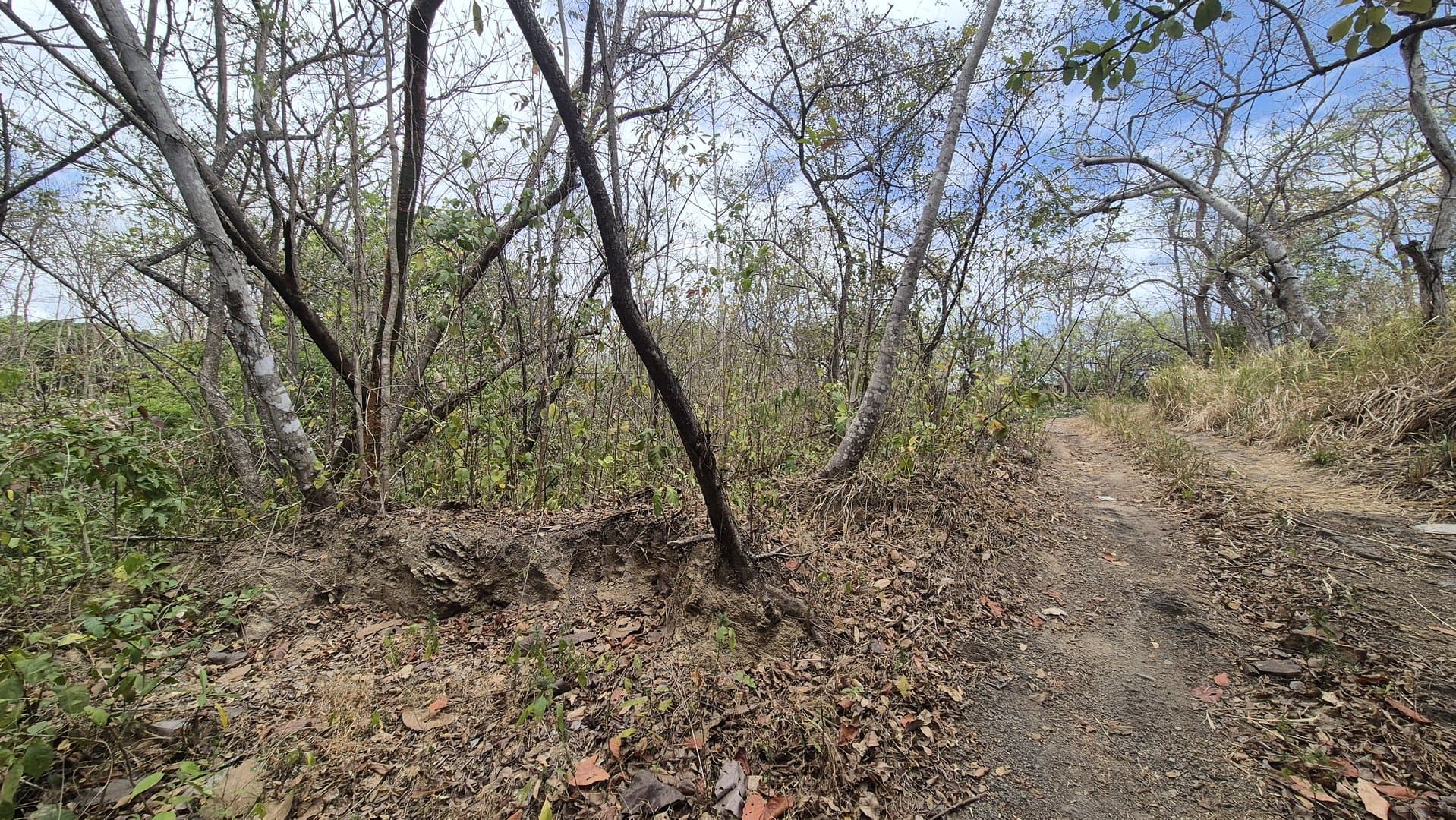 Prime 1.86 Acre Land for Sale Near the Beach – Nature, Teak Trees & Investment Potential in Nueva Gorgona P-0004 - Image 56