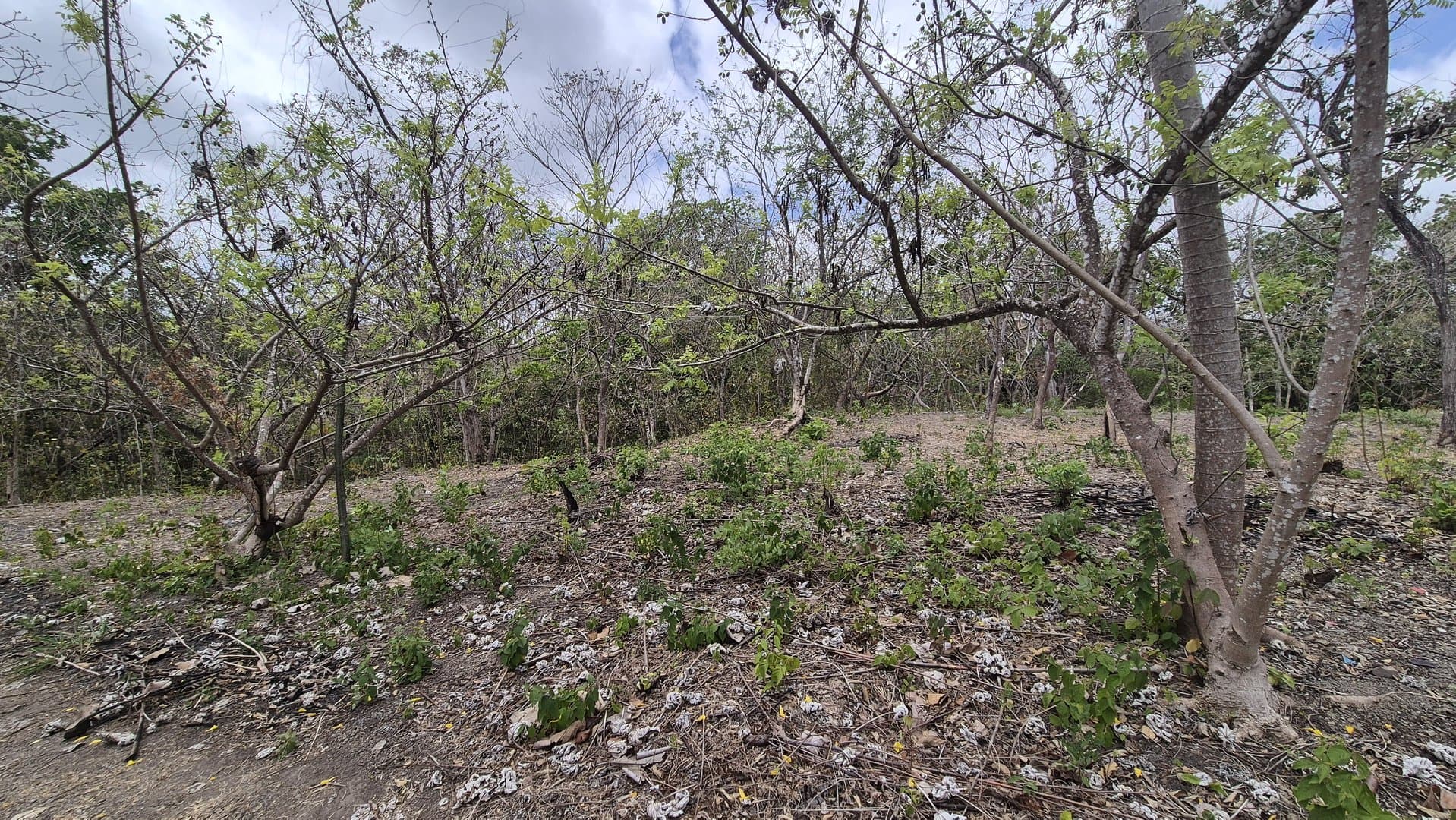 Prime 1.86 Acre Land for Sale Near the Beach – Nature, Teak Trees & Investment Potential in Nueva Gorgona P-0004 - Image 58