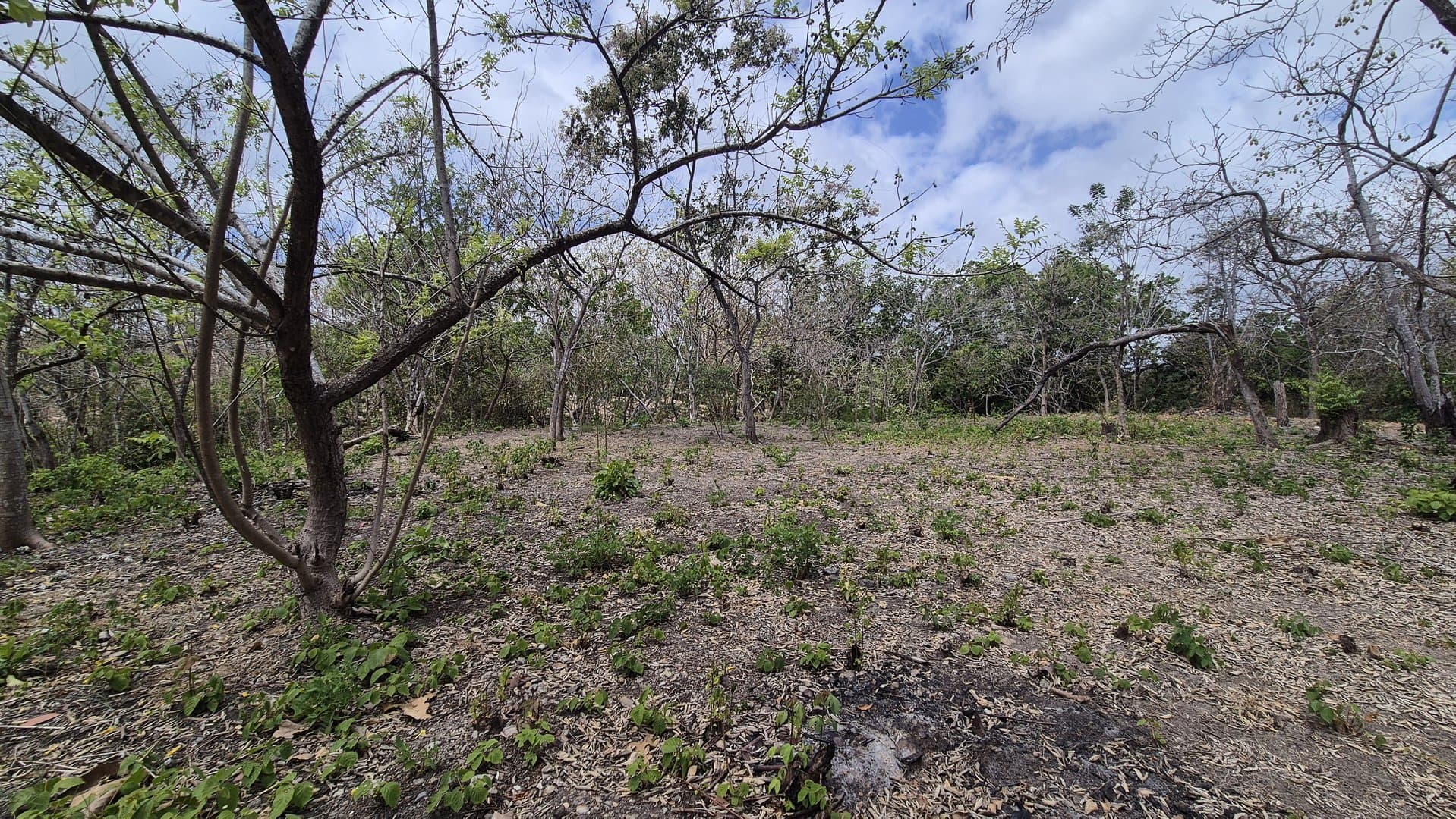 Prime 1.86 Acre Land for Sale Near the Beach – Nature, Teak Trees & Investment Potential in Nueva Gorgona P-0004 - Image 60