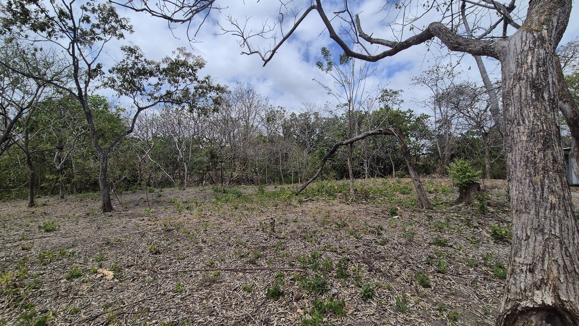 Prime 1.86 Acre Land for Sale Near the Beach – Nature, Teak Trees & Investment Potential in Nueva Gorgona P-0004 - Image 61