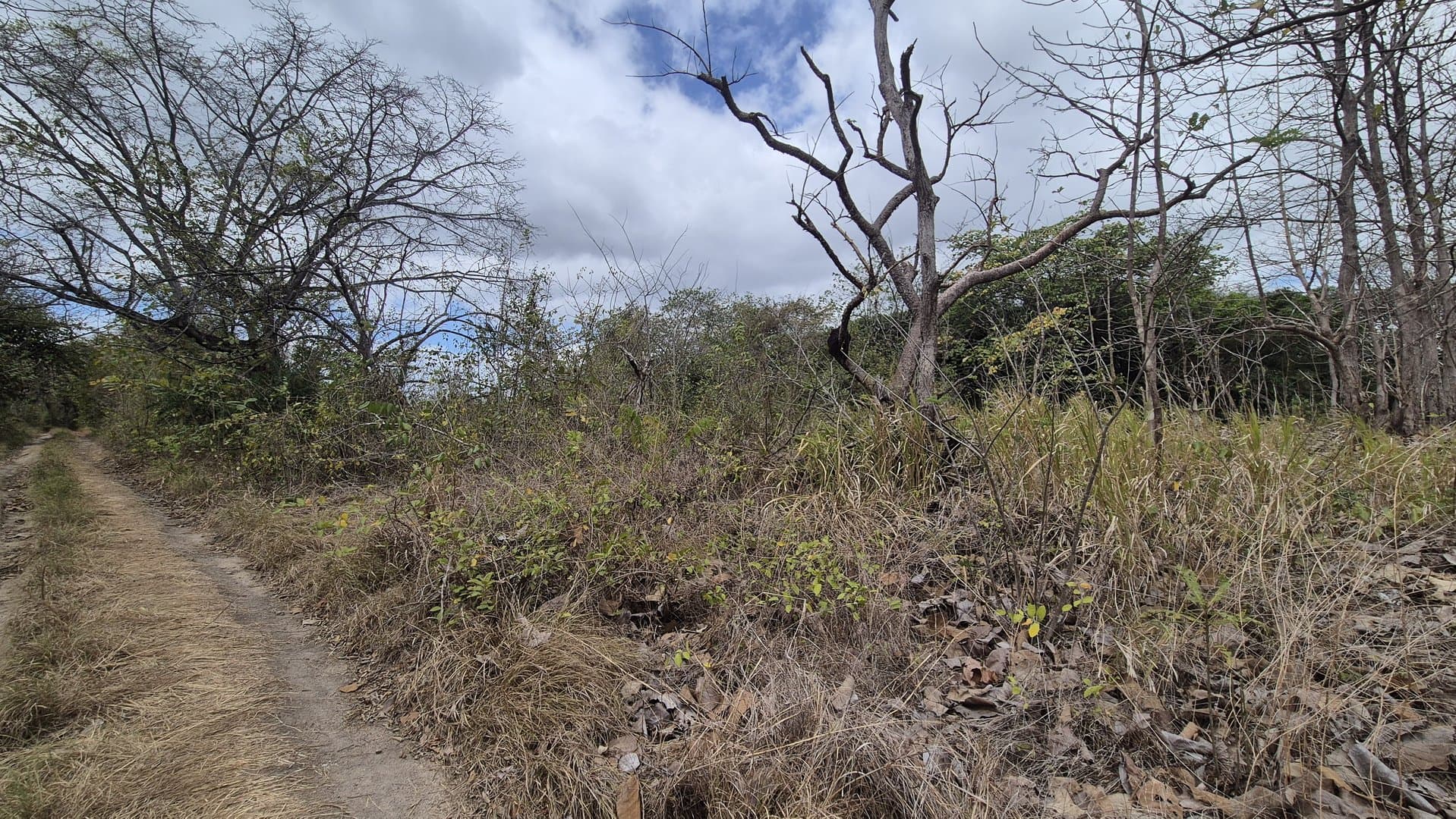 Prime 1.86 Acre Land for Sale Near the Beach – Nature, Teak Trees & Investment Potential in Nueva Gorgona P-0004 - Image 45