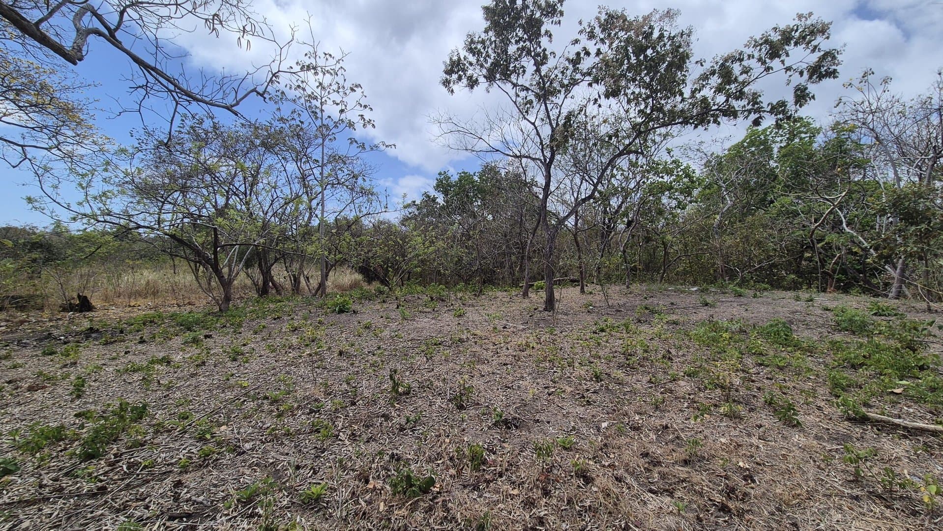 Prime 1.86 Acre Land for Sale Near the Beach – Nature, Teak Trees & Investment Potential in Nueva Gorgona P-0004 - Image 22