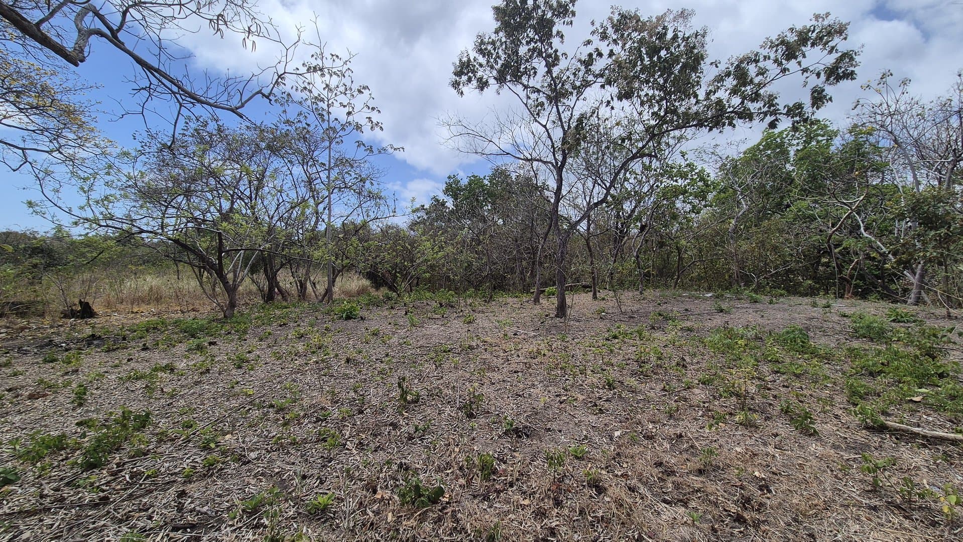 Prime 1.86 Acre Land for Sale Near the Beach – Nature, Teak Trees & Investment Potential in Nueva Gorgona P-0004 - Image 62