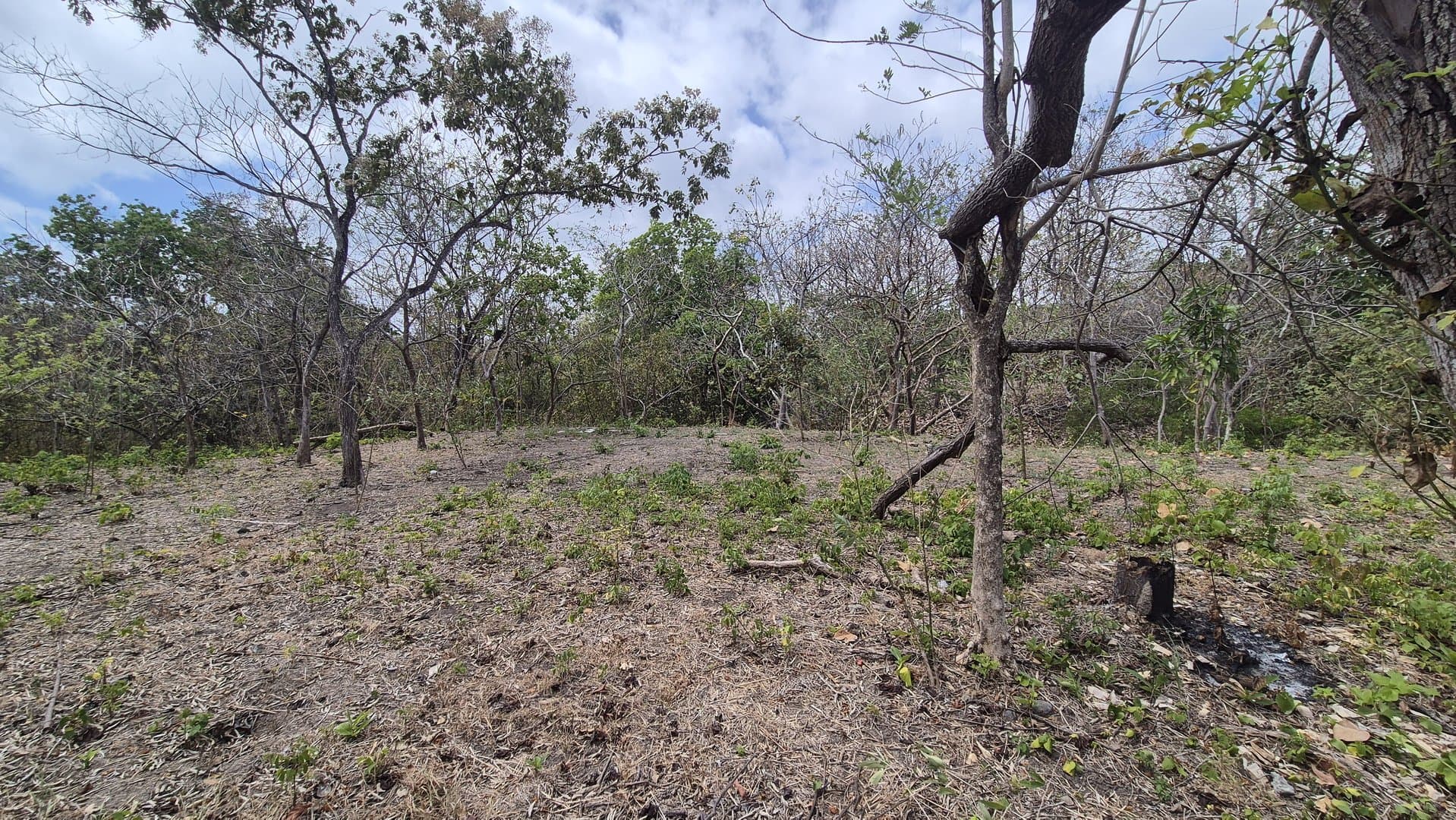 Prime 1.86 Acre Land for Sale Near the Beach – Nature, Teak Trees & Investment Potential in Nueva Gorgona P-0004 - Image 63