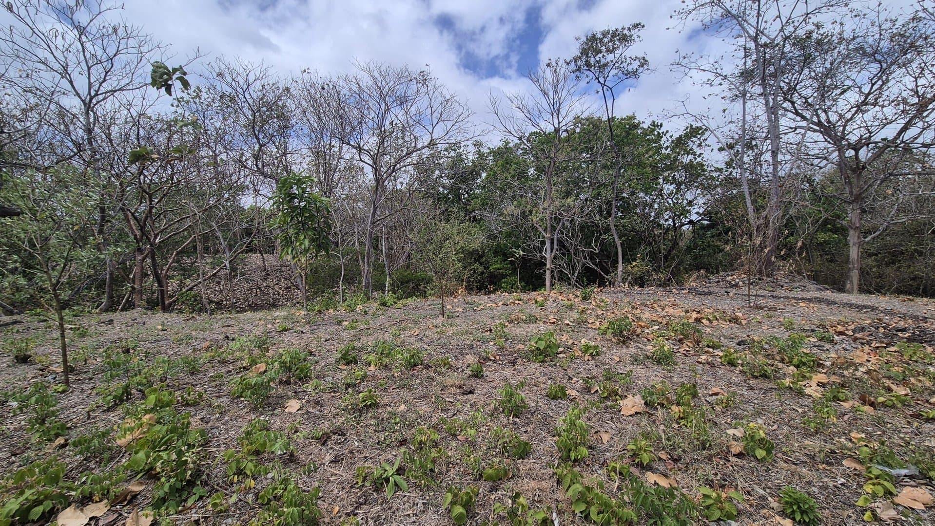 Prime 1.86 Acre Land for Sale Near the Beach – Nature, Teak Trees & Investment Potential in Nueva Gorgona P-0004 - Image 24