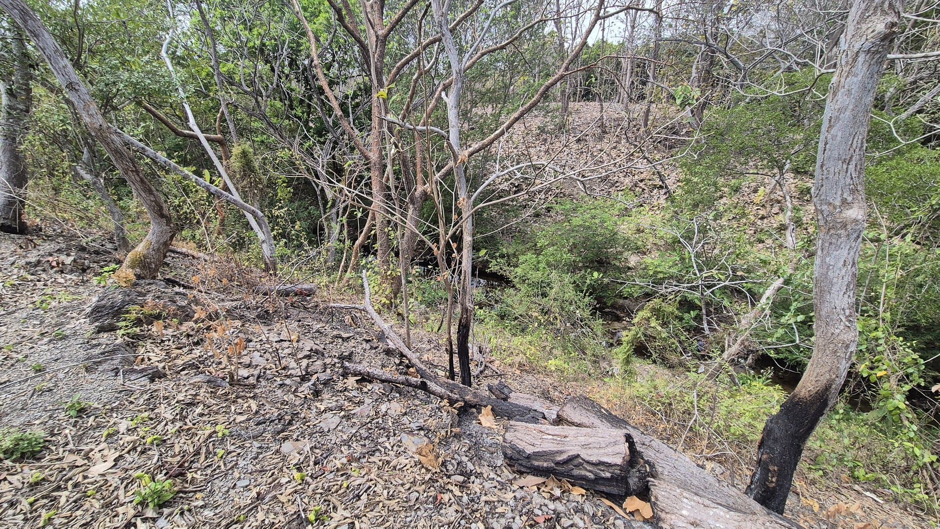 Prime 1.86 Acre Land for Sale Near the Beach – Nature, Teak Trees & Investment Potential in Nueva Gorgona P-0004 - Image 65