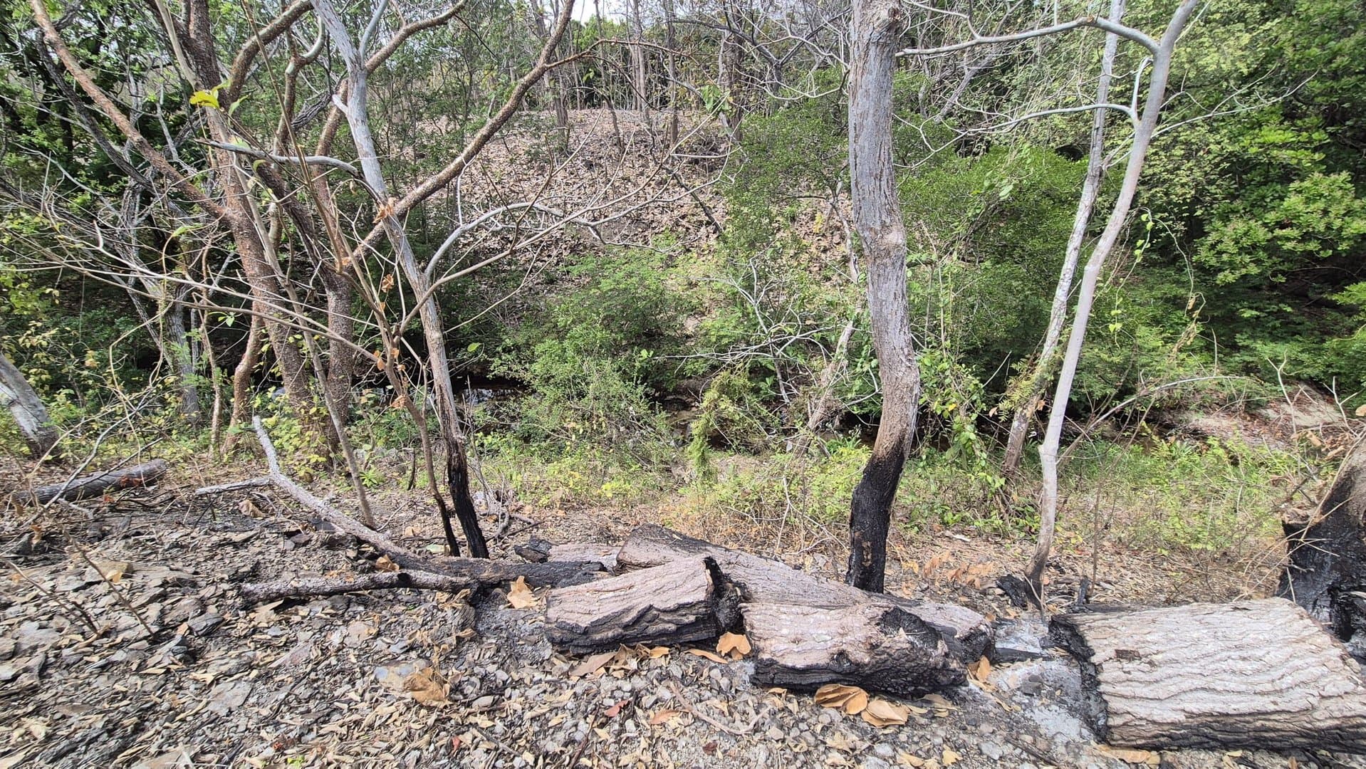 Prime 1.86 Acre Land for Sale Near the Beach – Nature, Teak Trees & Investment Potential in Nueva Gorgona P-0004 - Image 26