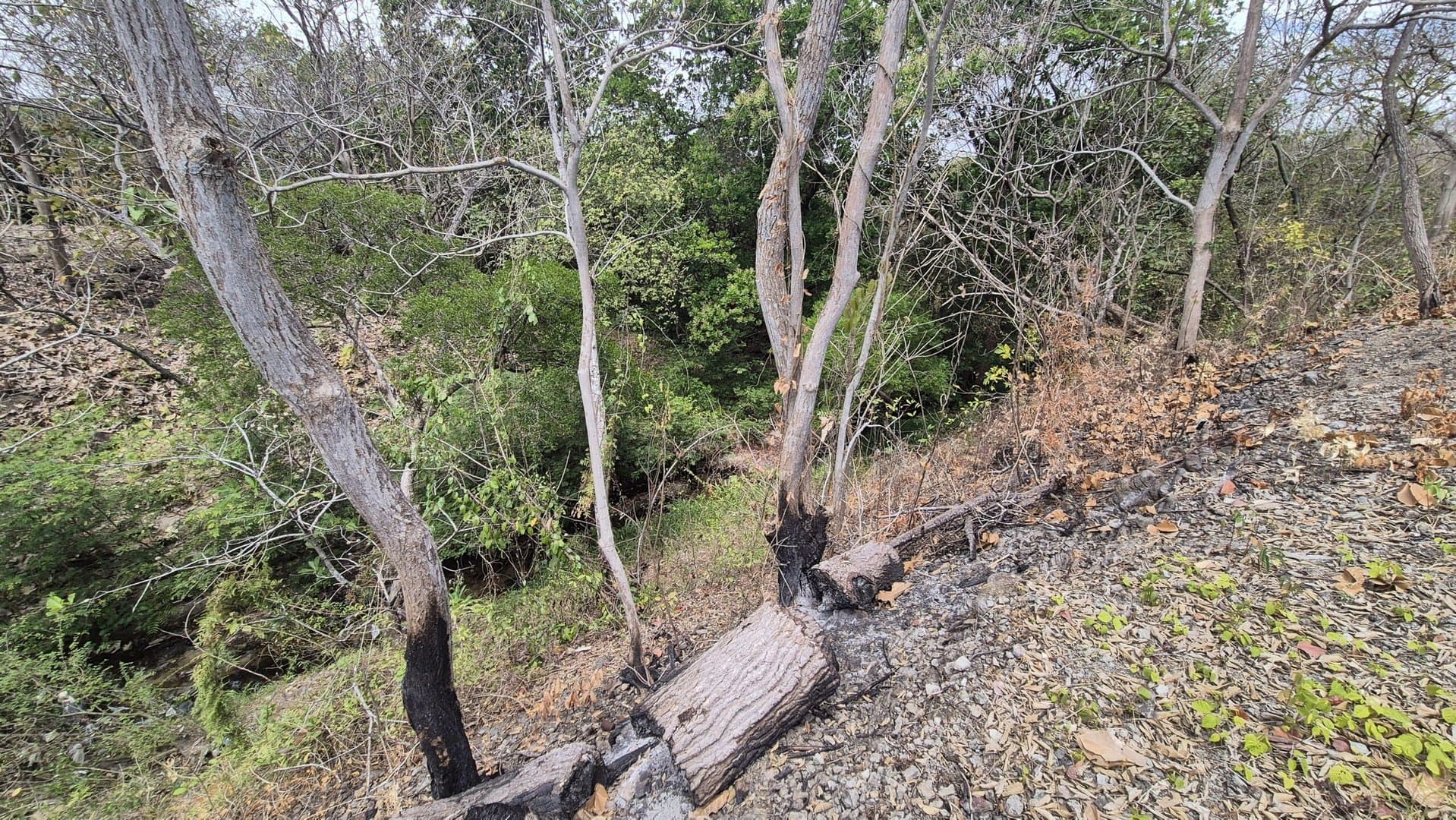 Prime 1.86 Acre Land for Sale Near the Beach – Nature, Teak Trees & Investment Potential in Nueva Gorgona P-0004 - Image 28