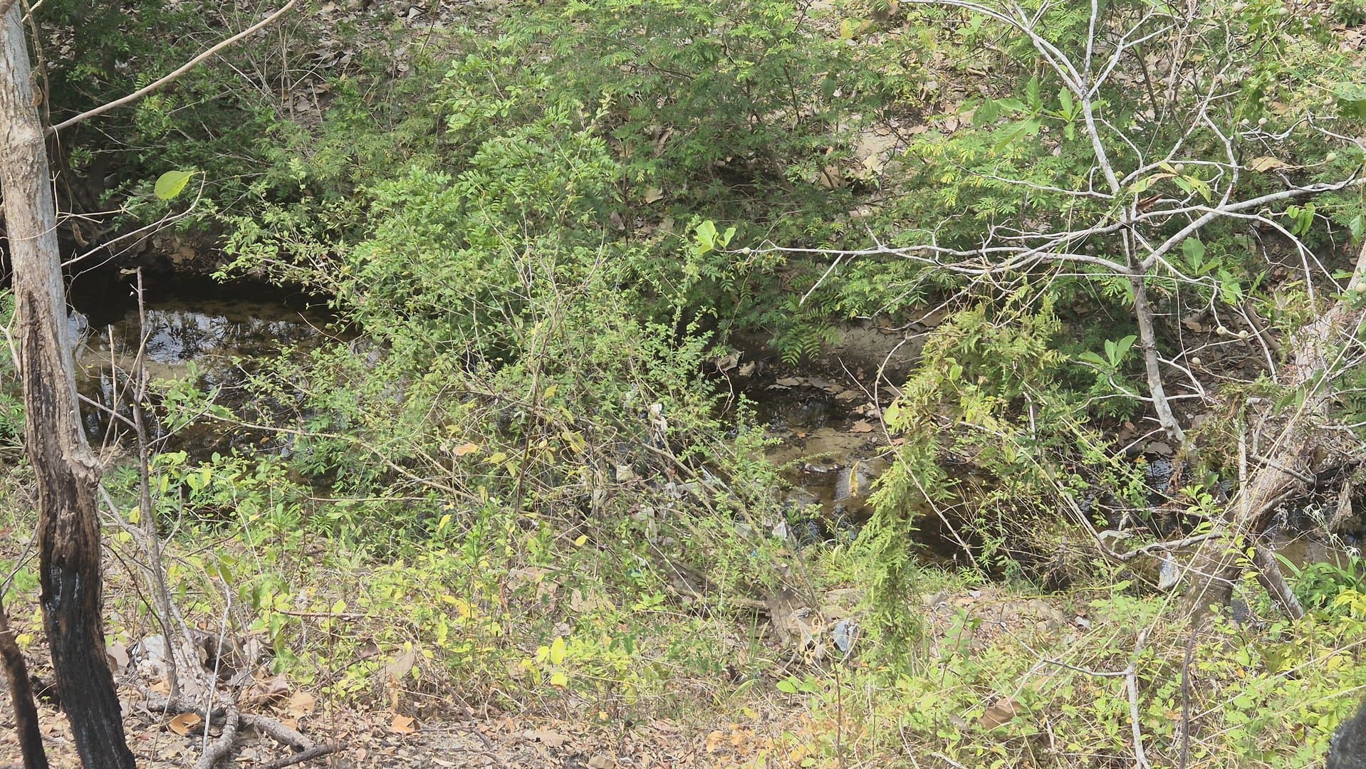 Prime 1.86 Acre Land for Sale Near the Beach – Nature, Teak Trees & Investment Potential in Nueva Gorgona P-0004 - Image 69