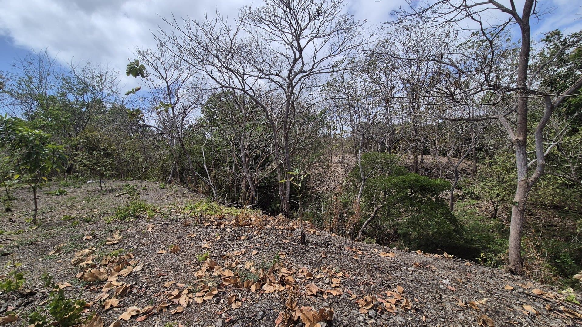 Prime 1.86 Acre Land for Sale Near the Beach – Nature, Teak Trees & Investment Potential in Nueva Gorgona P-0004 - Image 31