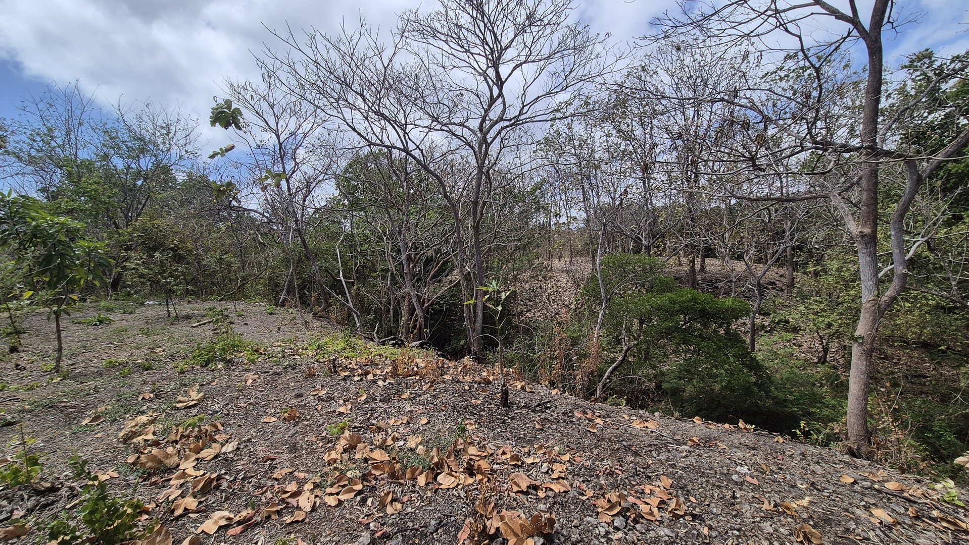 Prime 1.86 Acre Land for Sale Near the Beach – Nature, Teak Trees & Investment Potential in Nueva Gorgona P-0004 - Image 71