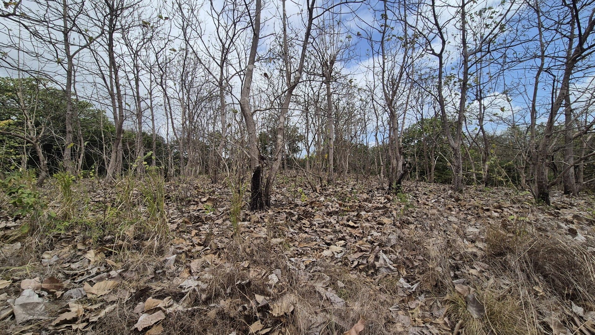 Prime 1.86 Acre Land for Sale Near the Beach – Nature, Teak Trees & Investment Potential in Nueva Gorgona P-0004 - Image 6