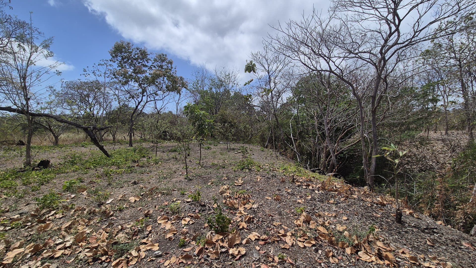 Prime 1.86 Acre Land for Sale Near the Beach – Nature, Teak Trees & Investment Potential in Nueva Gorgona P-0004 - Image 72