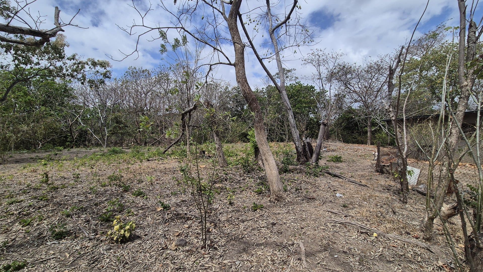 Prime 1.86 Acre Land for Sale Near the Beach – Nature, Teak Trees & Investment Potential in Nueva Gorgona P-0004 - Image 73
