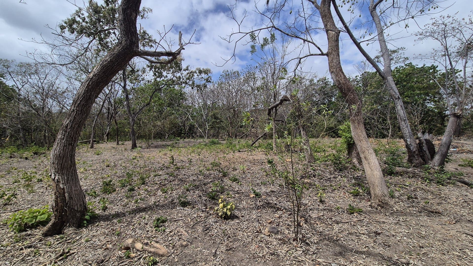 Prime 1.86 Acre Land for Sale Near the Beach – Nature, Teak Trees & Investment Potential in Nueva Gorgona P-0004 - Image 74