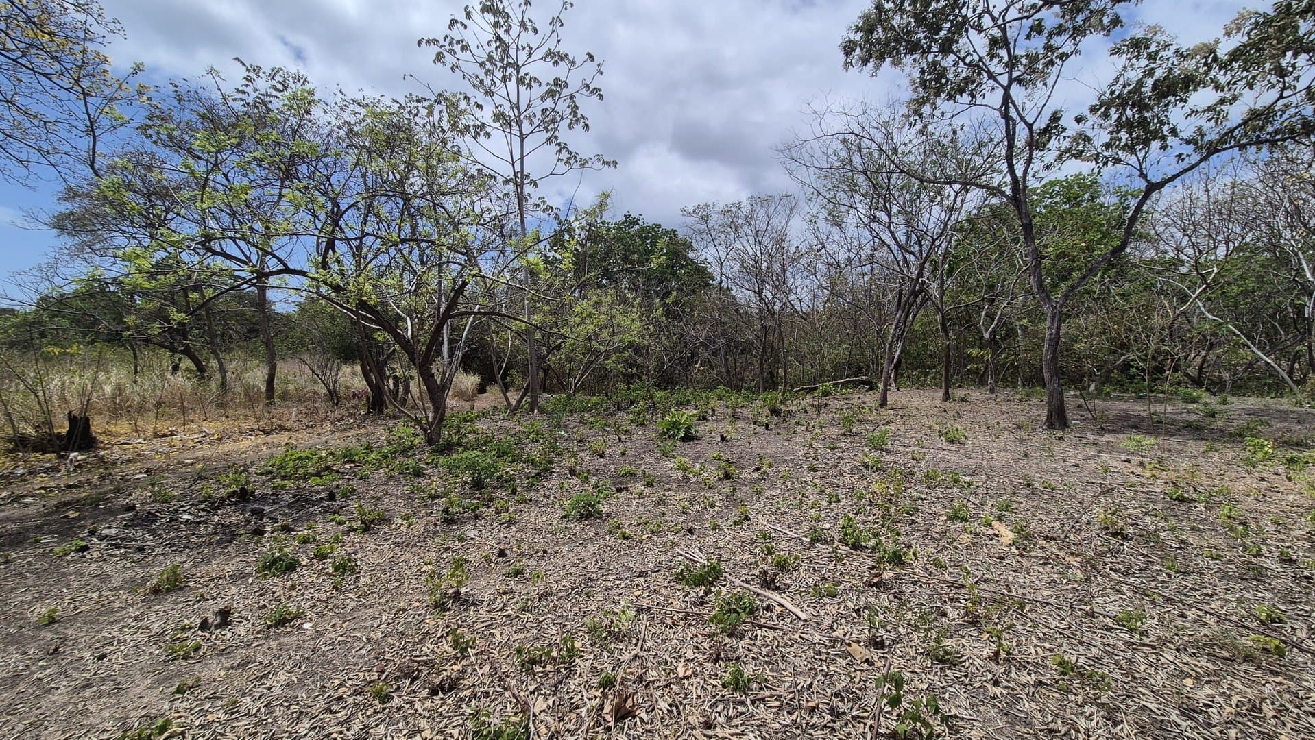 Prime 1.86 Acre Land for Sale Near the Beach – Nature, Teak Trees & Investment Potential in Nueva Gorgona P-0004 - Image 35