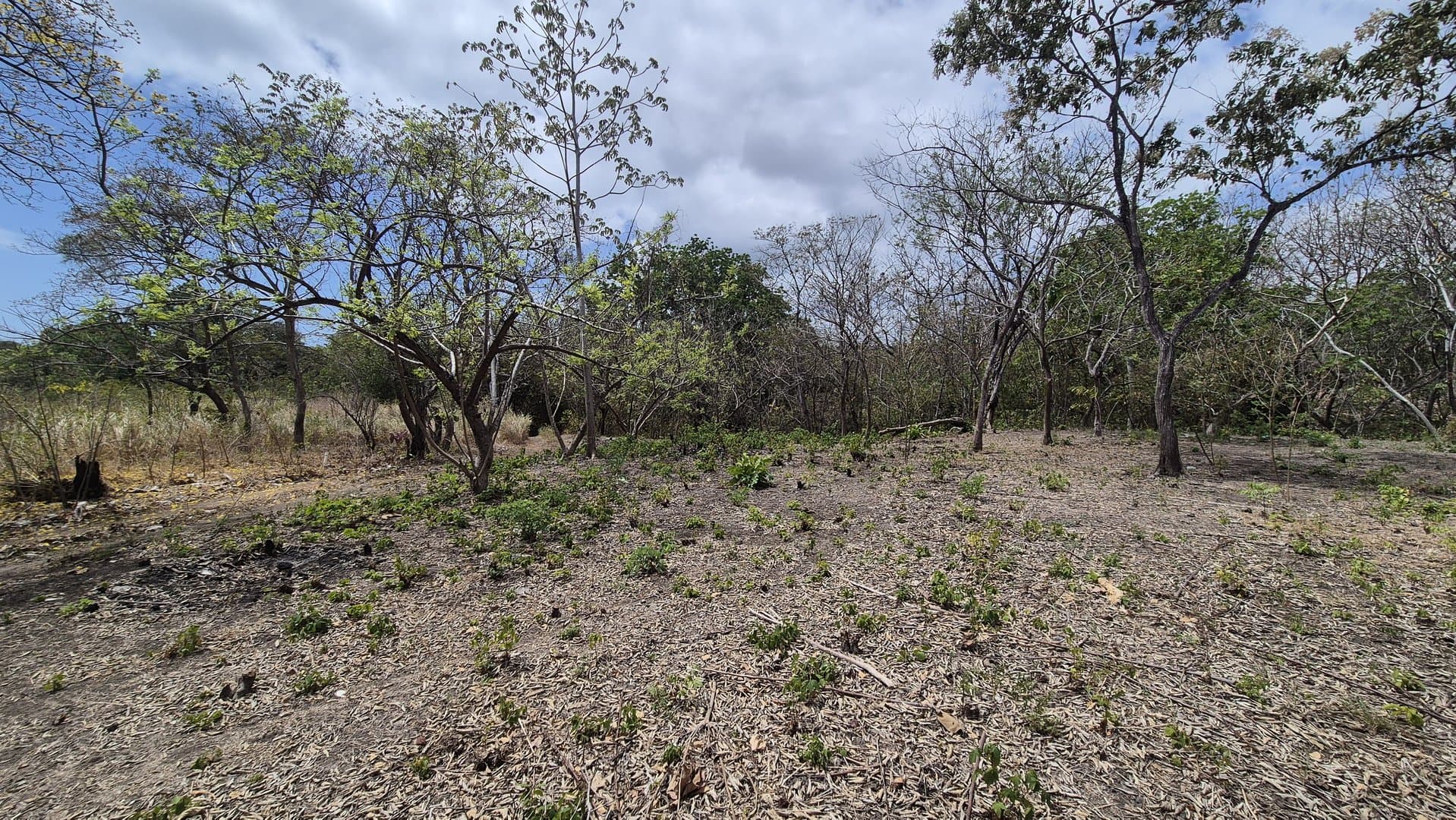 Prime 1.86 Acre Land for Sale Near the Beach – Nature, Teak Trees & Investment Potential in Nueva Gorgona P-0004 - Image 75