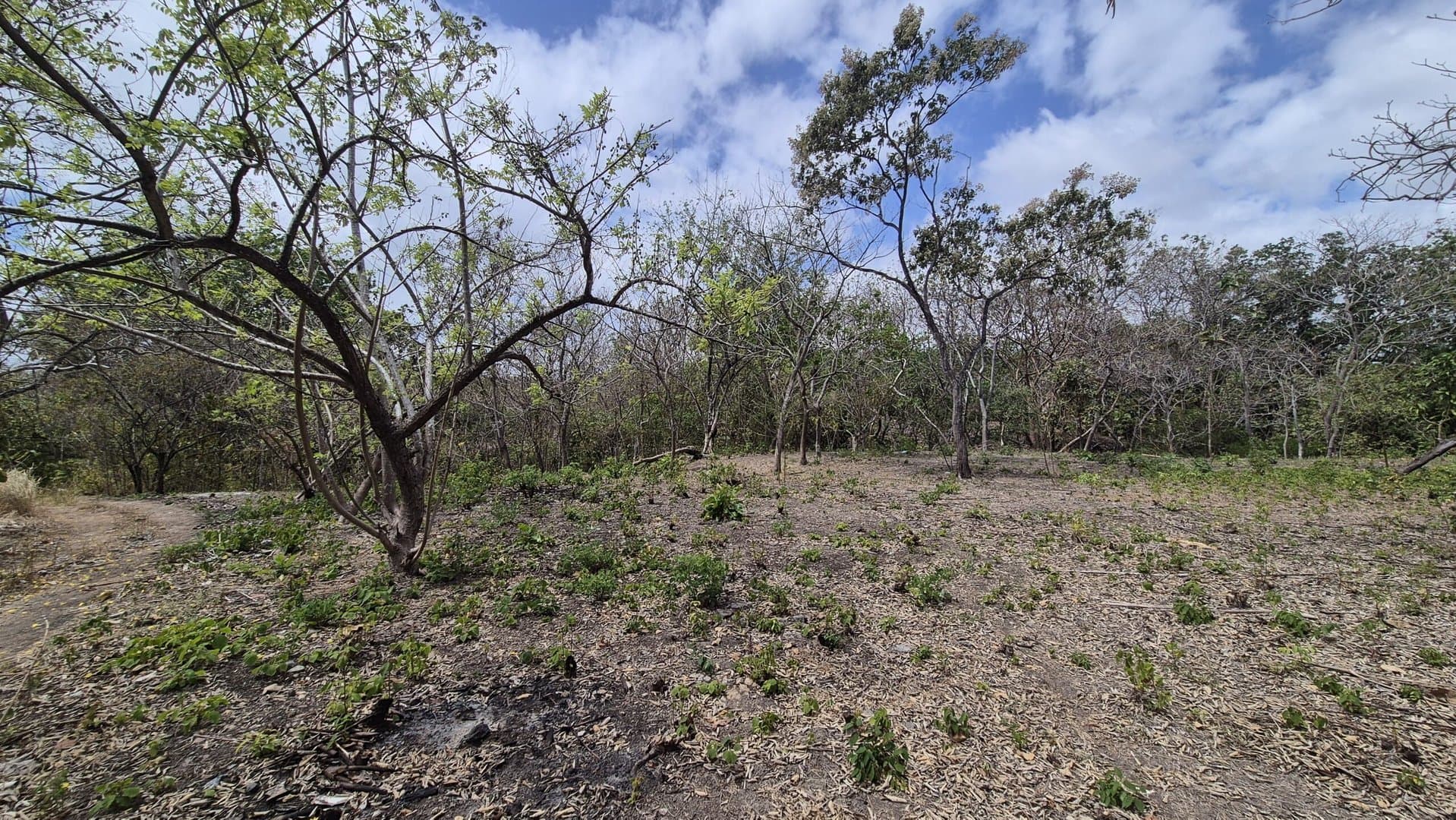 Prime 1.86 Acre Land for Sale Near the Beach – Nature, Teak Trees & Investment Potential in Nueva Gorgona P-0004 - Image 36