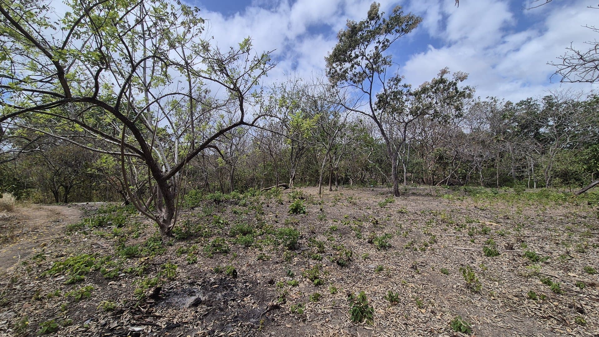 Prime 1.86 Acre Land for Sale Near the Beach – Nature, Teak Trees & Investment Potential in Nueva Gorgona P-0004 - Image 76