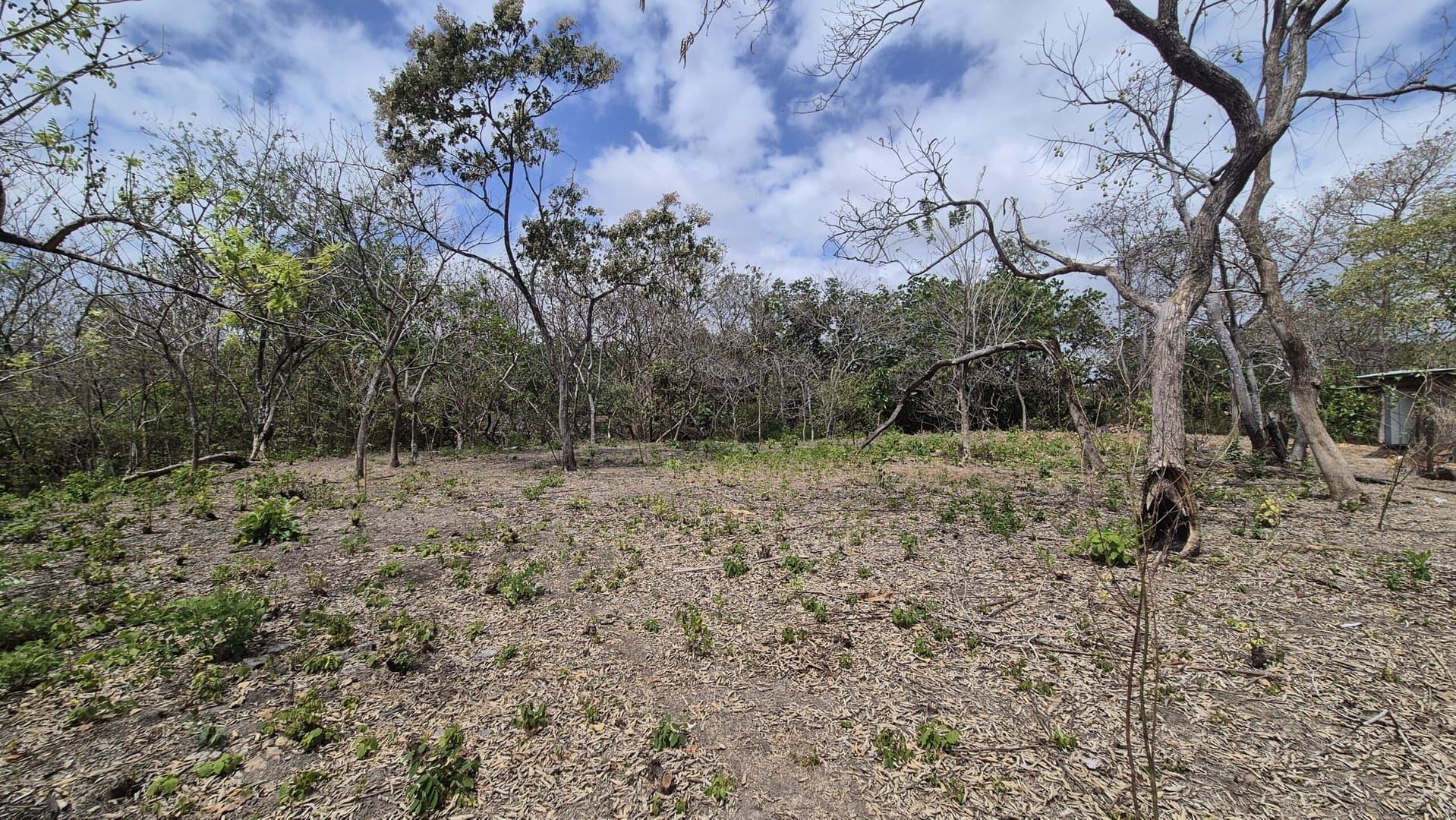 Prime 1.86 Acre Land for Sale Near the Beach – Nature, Teak Trees & Investment Potential in Nueva Gorgona P-0004 - Image 37