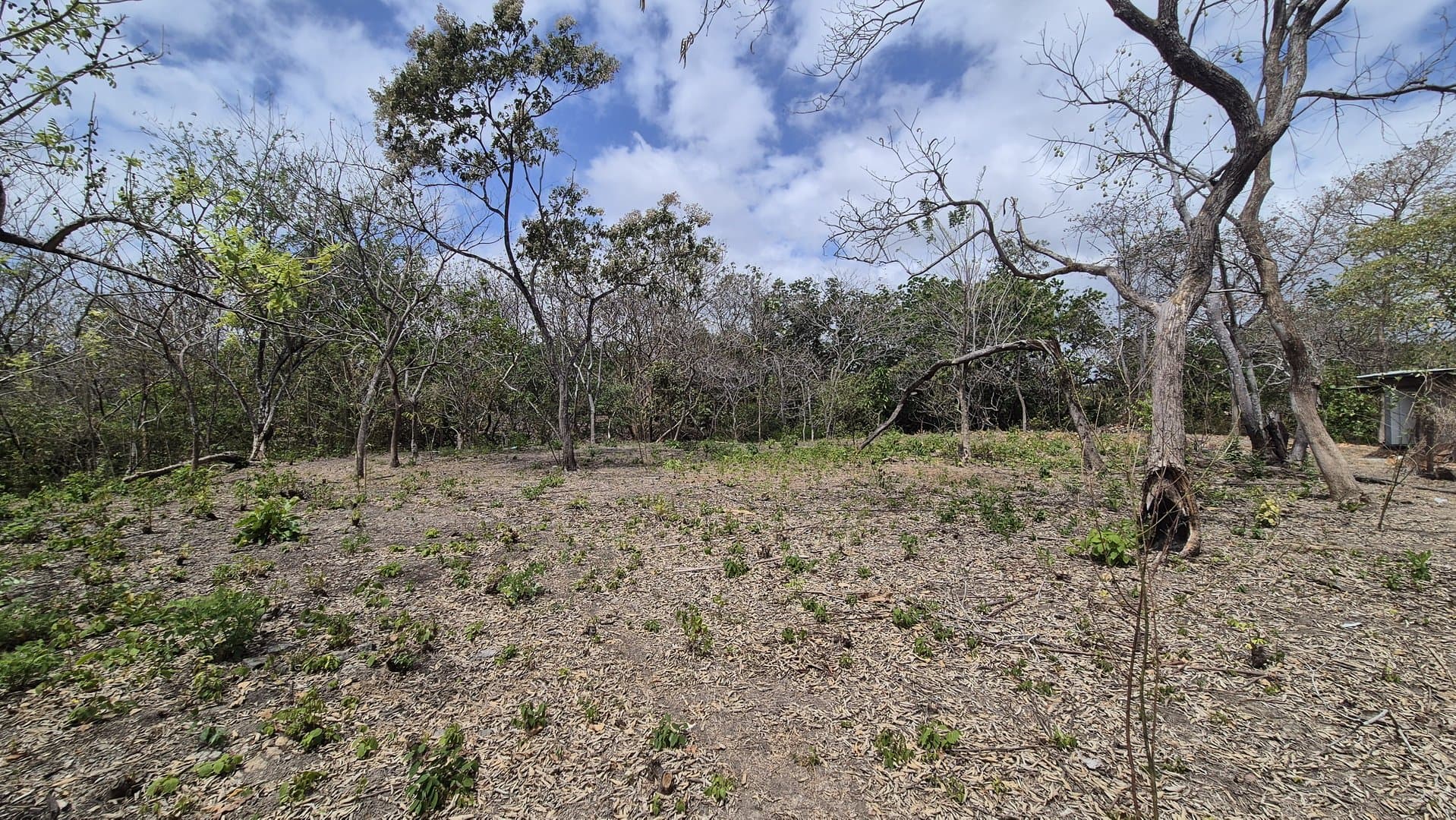Prime 1.86 Acre Land for Sale Near the Beach – Nature, Teak Trees & Investment Potential in Nueva Gorgona P-0004 - Image 77