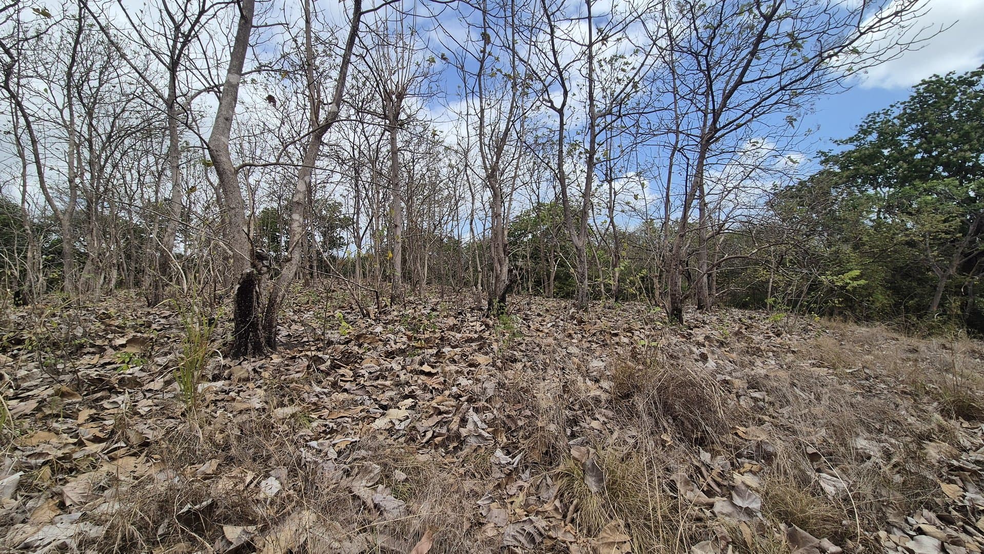 Prime 1.86 Acre Land for Sale Near the Beach – Nature, Teak Trees & Investment Potential in Nueva Gorgona P-0004 - Image 47