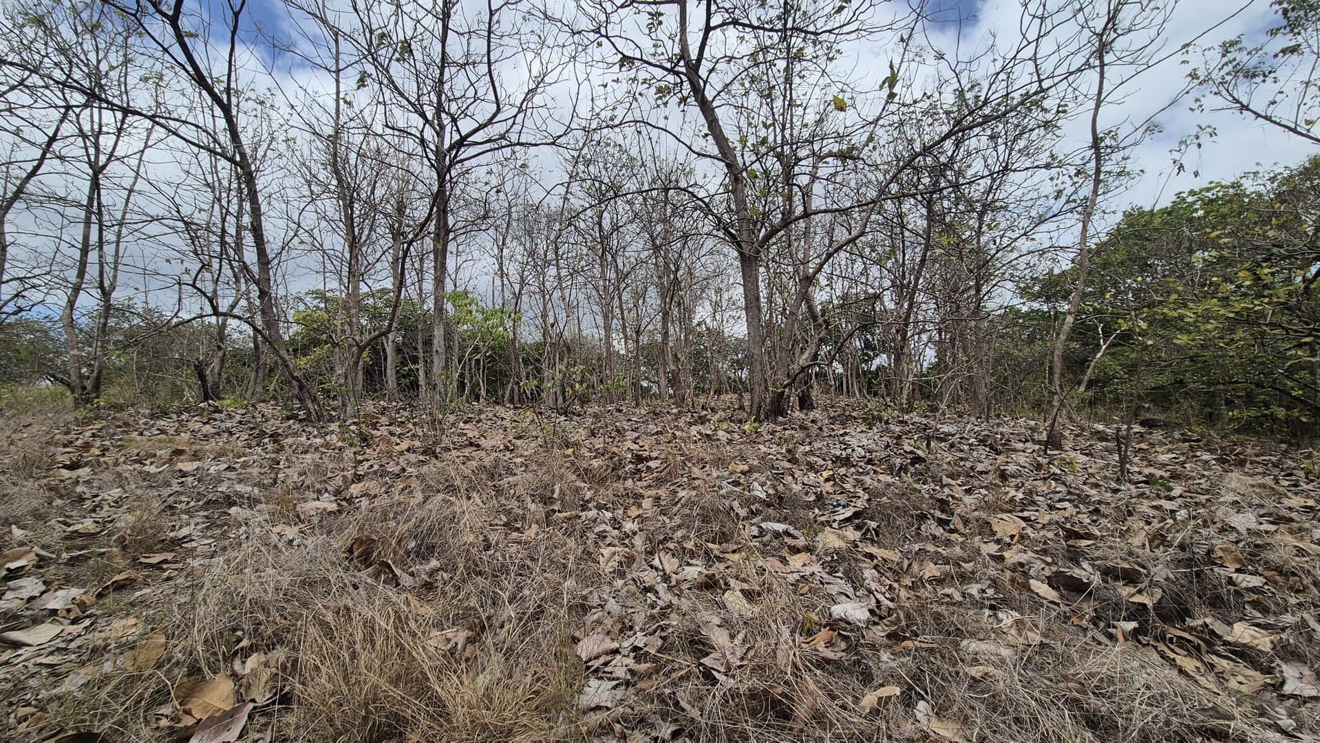 Prime 1.86 Acre Land for Sale Near the Beach – Nature, Teak Trees & Investment Potential in Nueva Gorgona P-0004 - Image 8