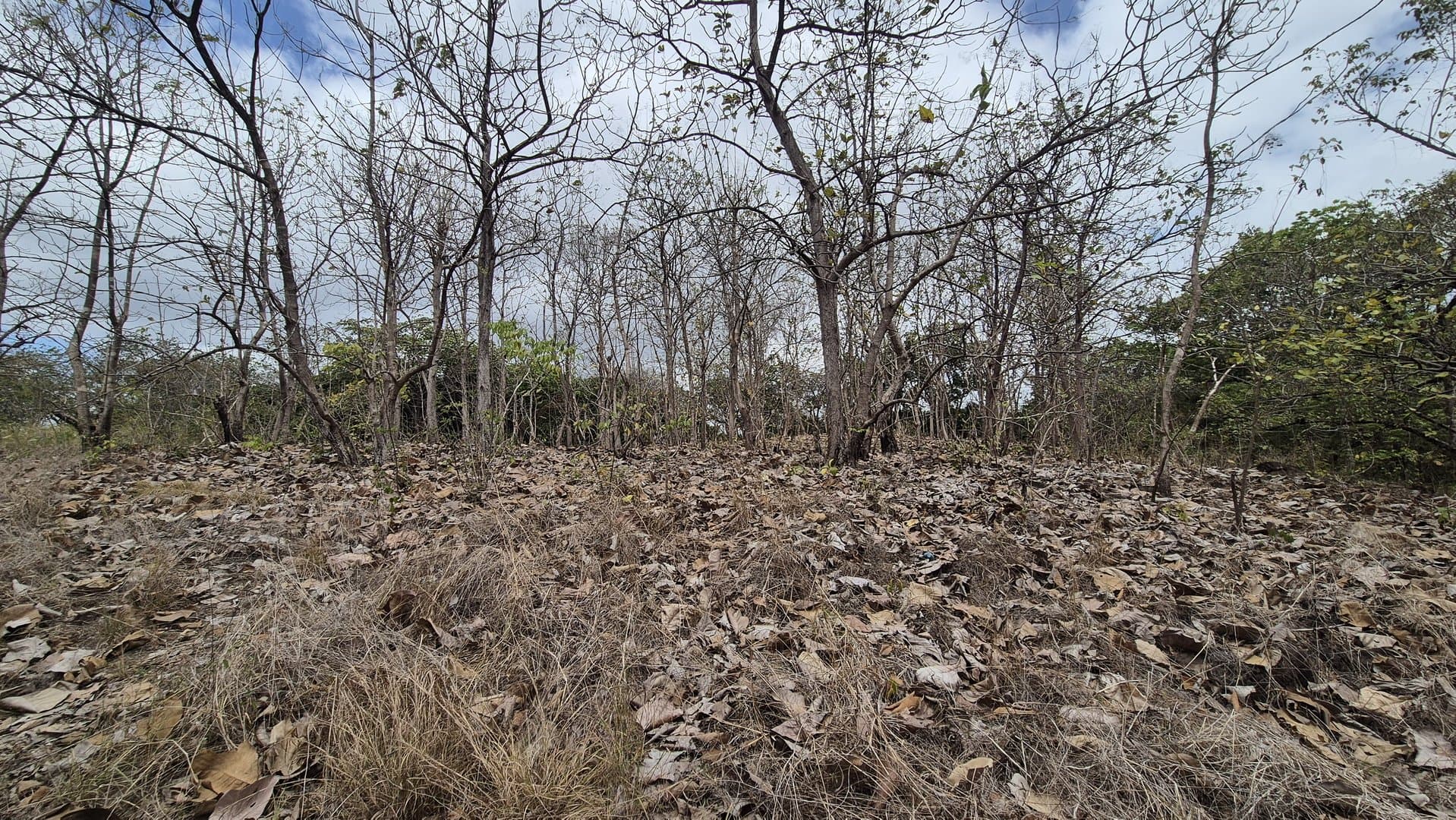 Prime 1.86 Acre Land for Sale Near the Beach – Nature, Teak Trees & Investment Potential in Nueva Gorgona P-0004 - Image 48
