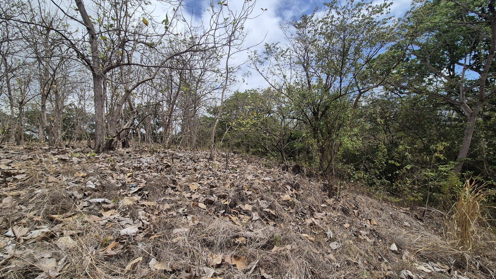 Prime 1.86 Acre Land for Sale Near the Beach – Nature, Teak Trees & Investment Potential in Nueva Gorgona P-0004 - Image 9