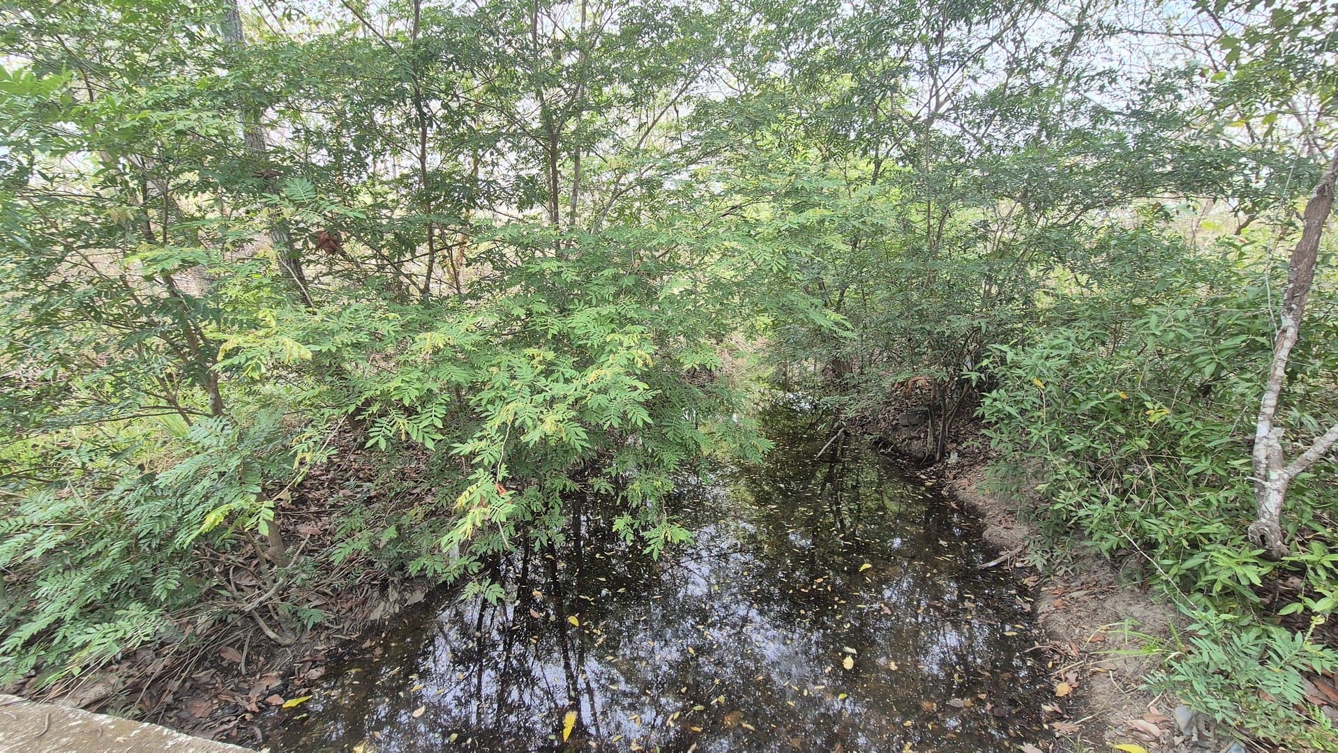 Prime 1.86 Acre Land for Sale Near the Beach – Nature, Teak Trees & Investment Potential in Nueva Gorgona P-0004 - Image 51