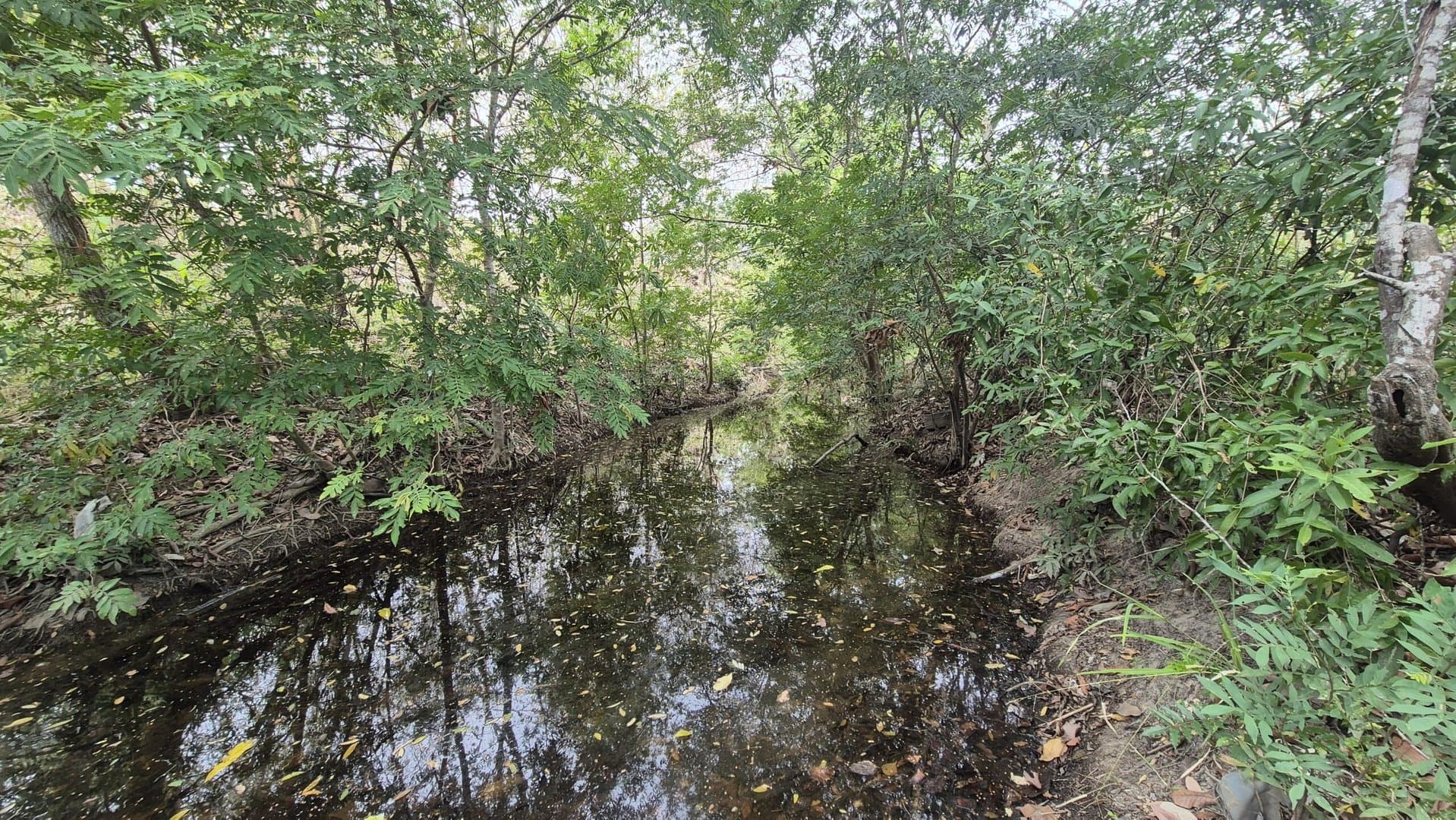 Prime 1.86 Acre Land for Sale Near the Beach – Nature, Teak Trees & Investment Potential in Nueva Gorgona P-0004 - Image 12