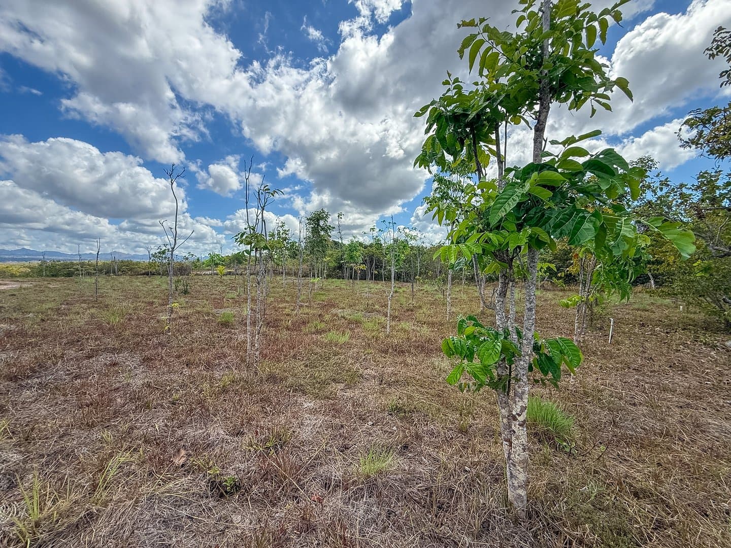 Your Private Tropical Farm Retreat — 13.18 Acres R-0110 - Image 18