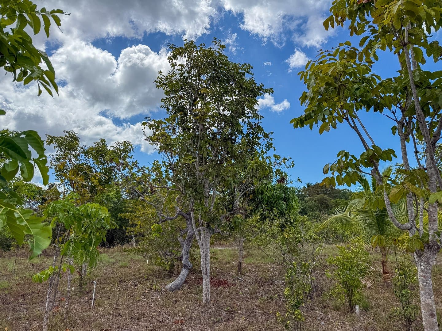 Your Private Tropical Farm Retreat — 13.18 Acres R-0110 - Image 19