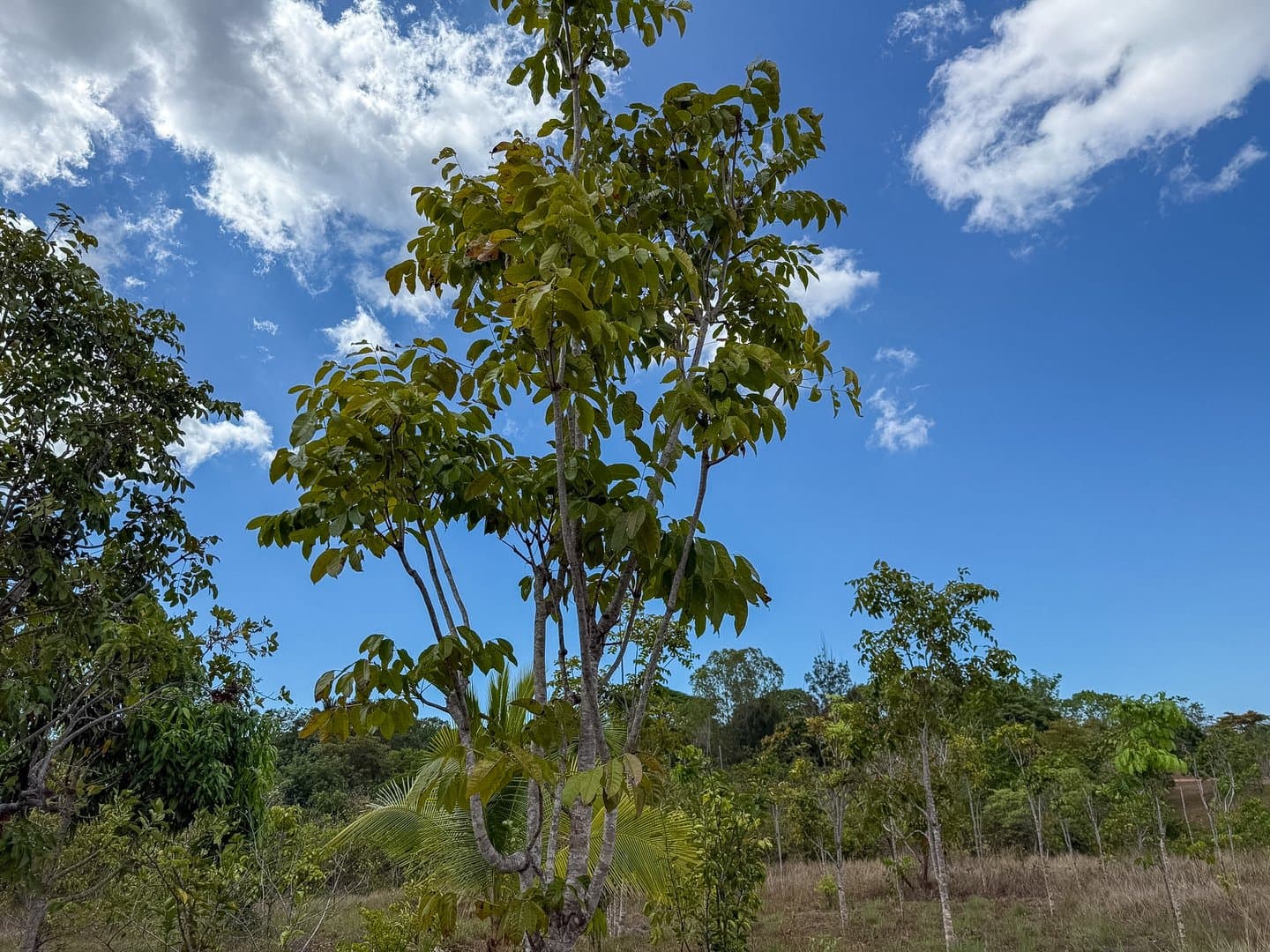 Your Private Tropical Farm Retreat — 13.18 Acres R-0110 - Image 20