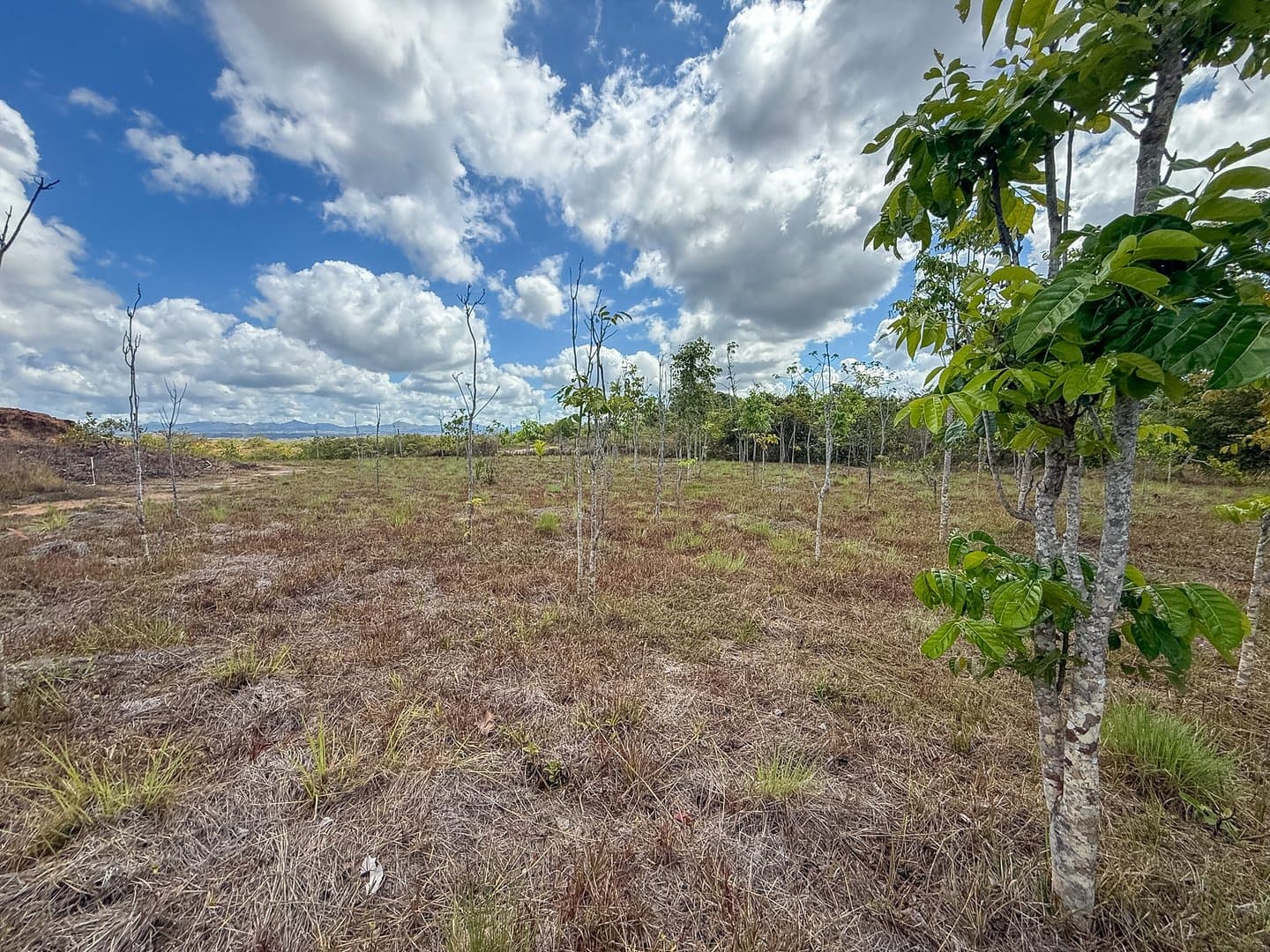 Your Private Tropical Farm Retreat — 13.18 Acres R-0110 - Image 21