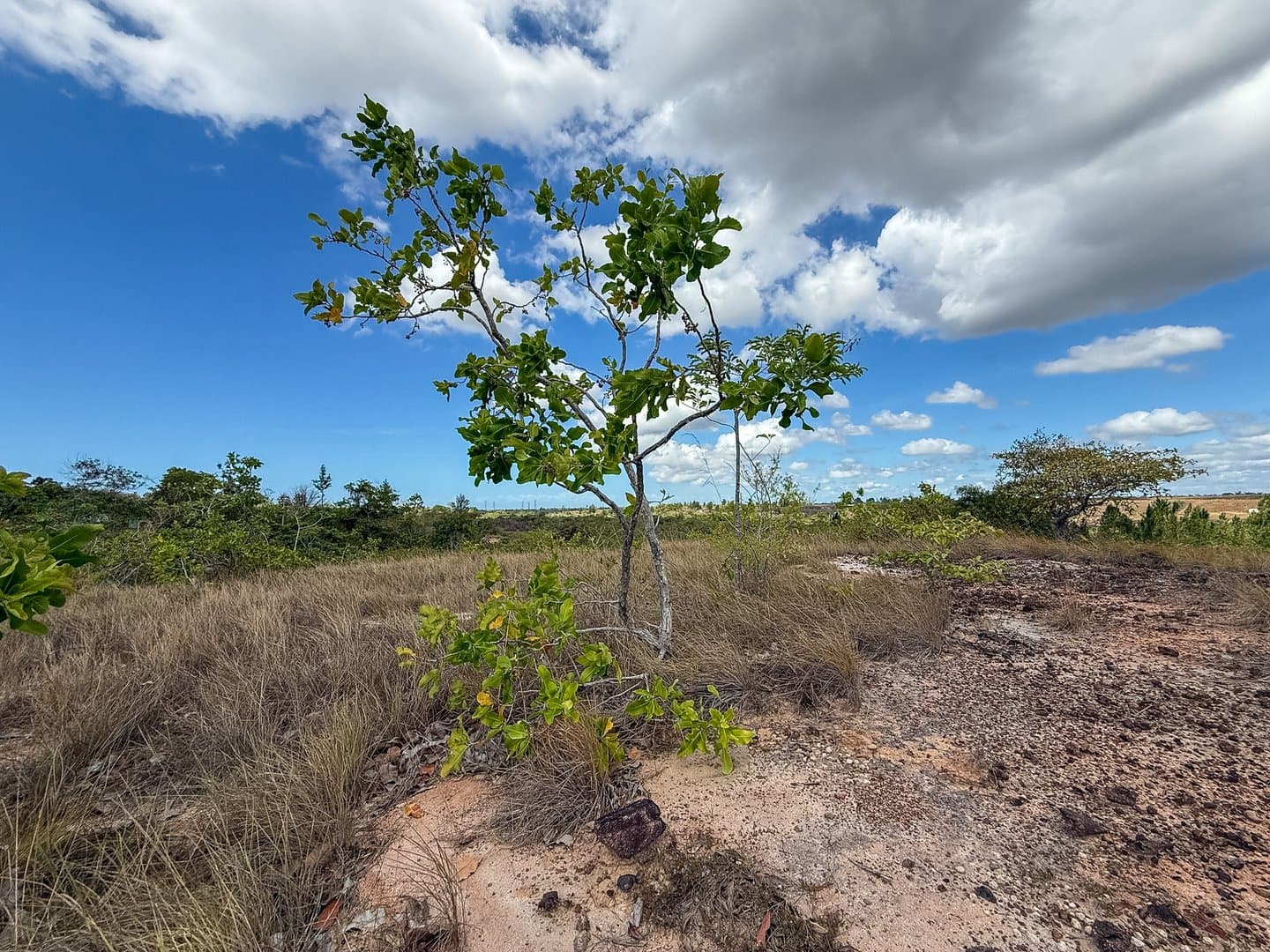 Your Private Tropical Farm Retreat — 13.18 Acres R-0110 - Image 22