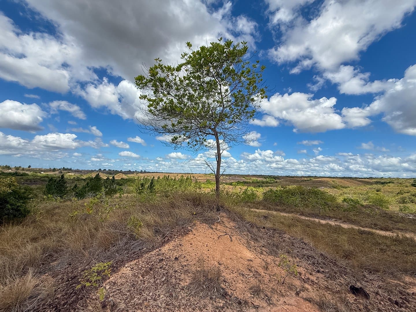 Your Private Tropical Farm Retreat — 13.18 Acres R-0110 - Image 23