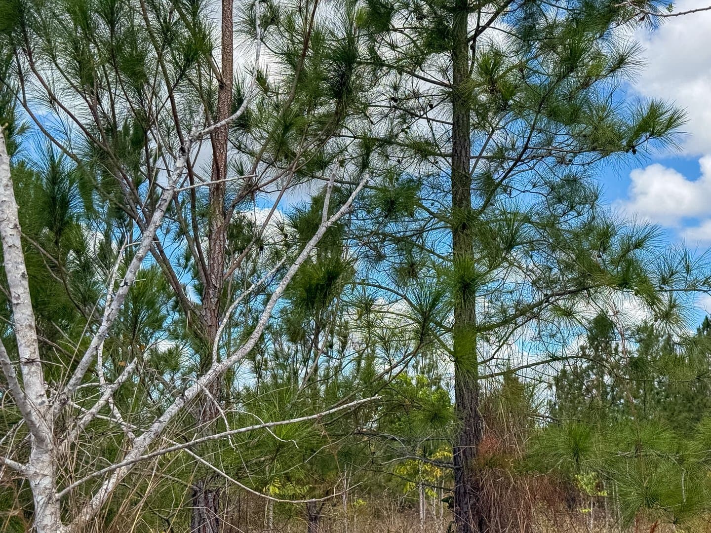 Your Private Tropical Farm Retreat — 13.18 Acres R-0110 - Image 28