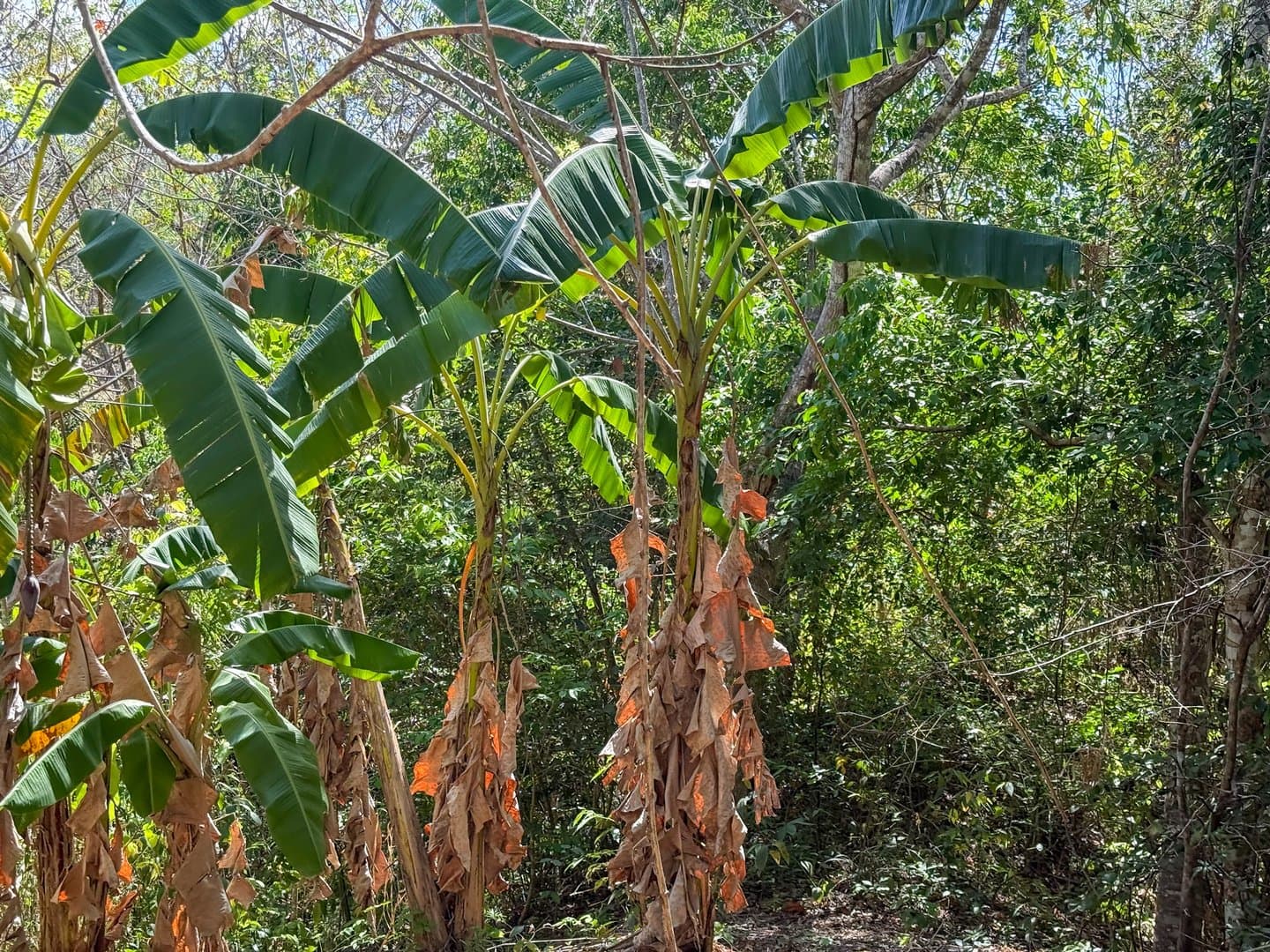 Spacious 0.88-Acre Lot to Build Your Dream Home & Grow Your Own Paradise P-0091 - Image 8
