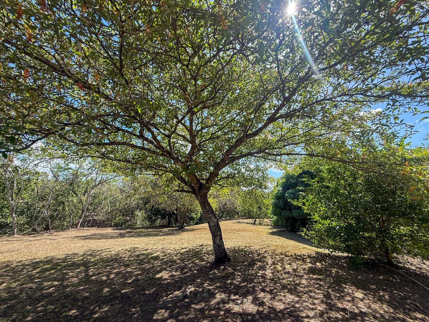 Spacious 0.88-Acre Lot to Build Your Dream Home & Grow Your Own Paradise P-0091 - Image 9